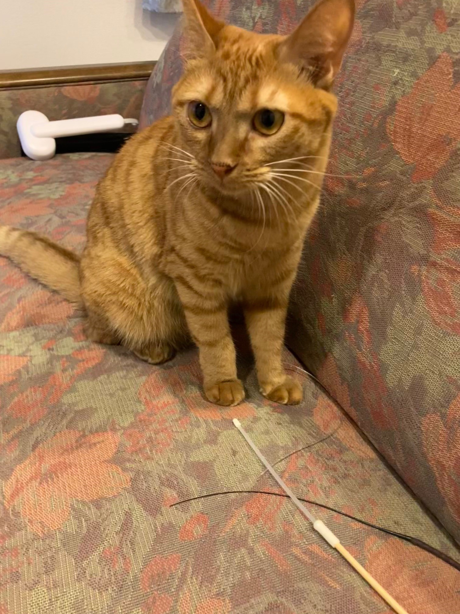 茶トラのメス（女の子）猫、おから