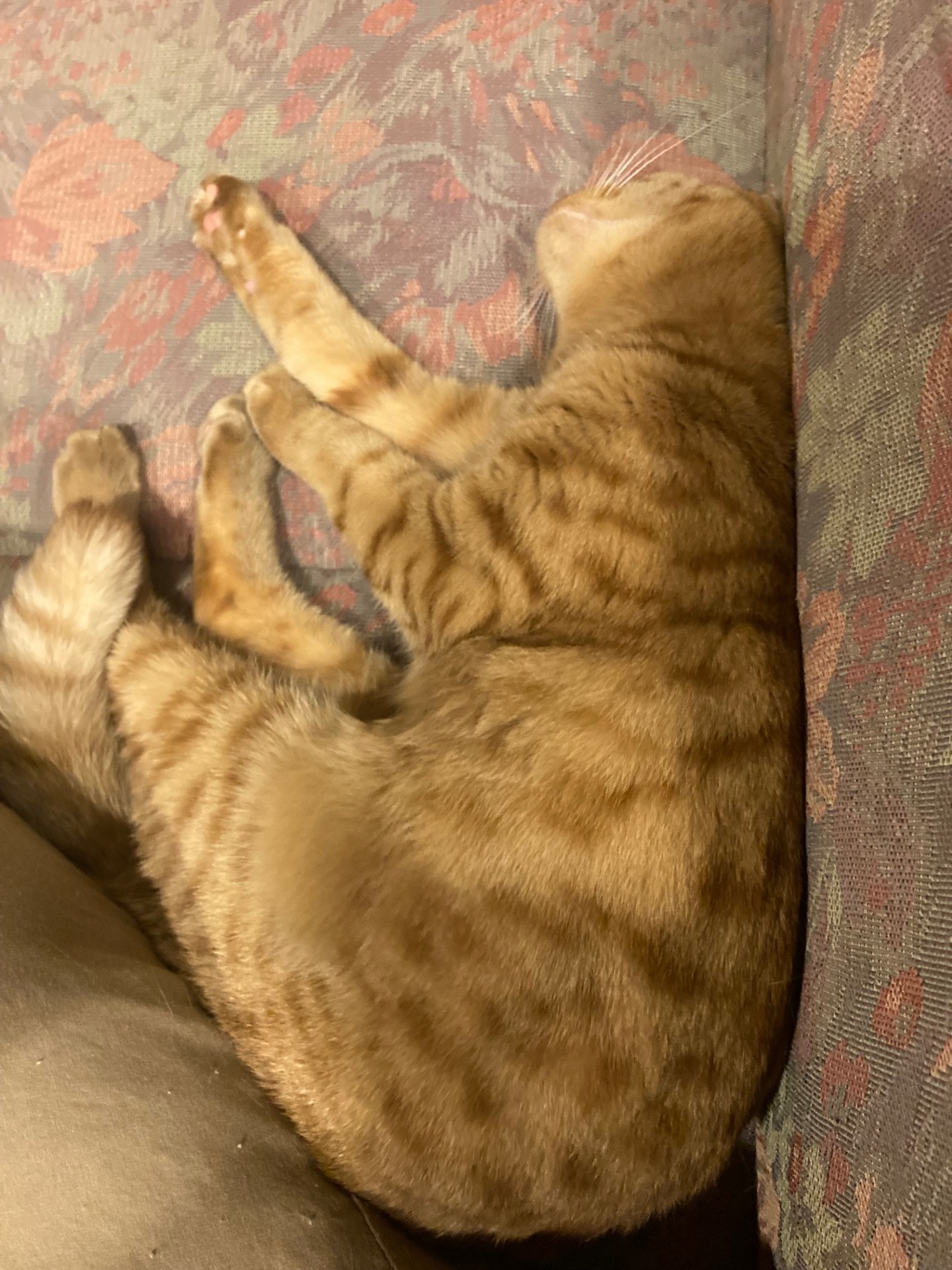 茶トラのメス（女の子）猫、おから