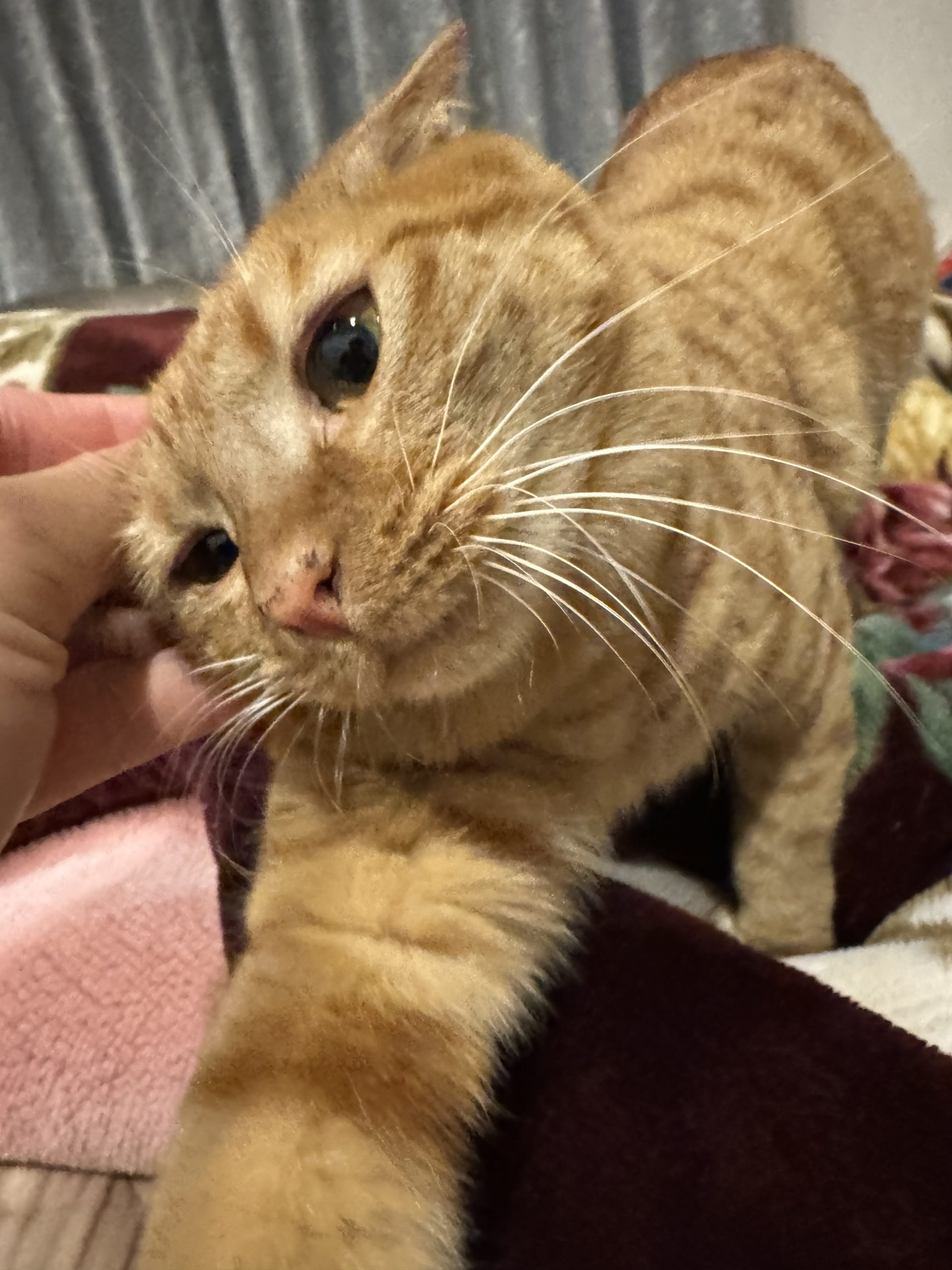 茶トラのメス（女の子）猫、おから