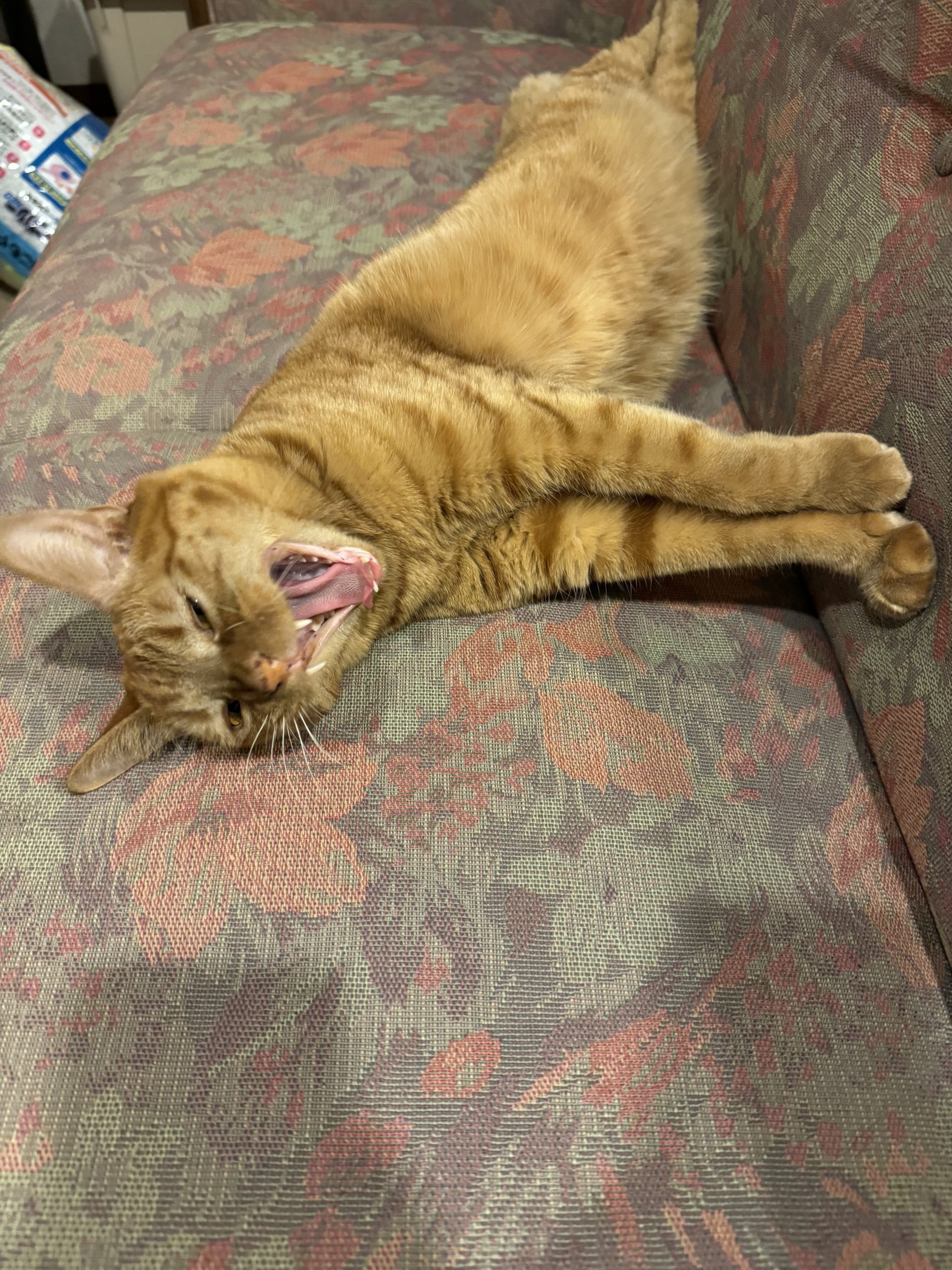 茶トラのメス（女の子）猫、おから