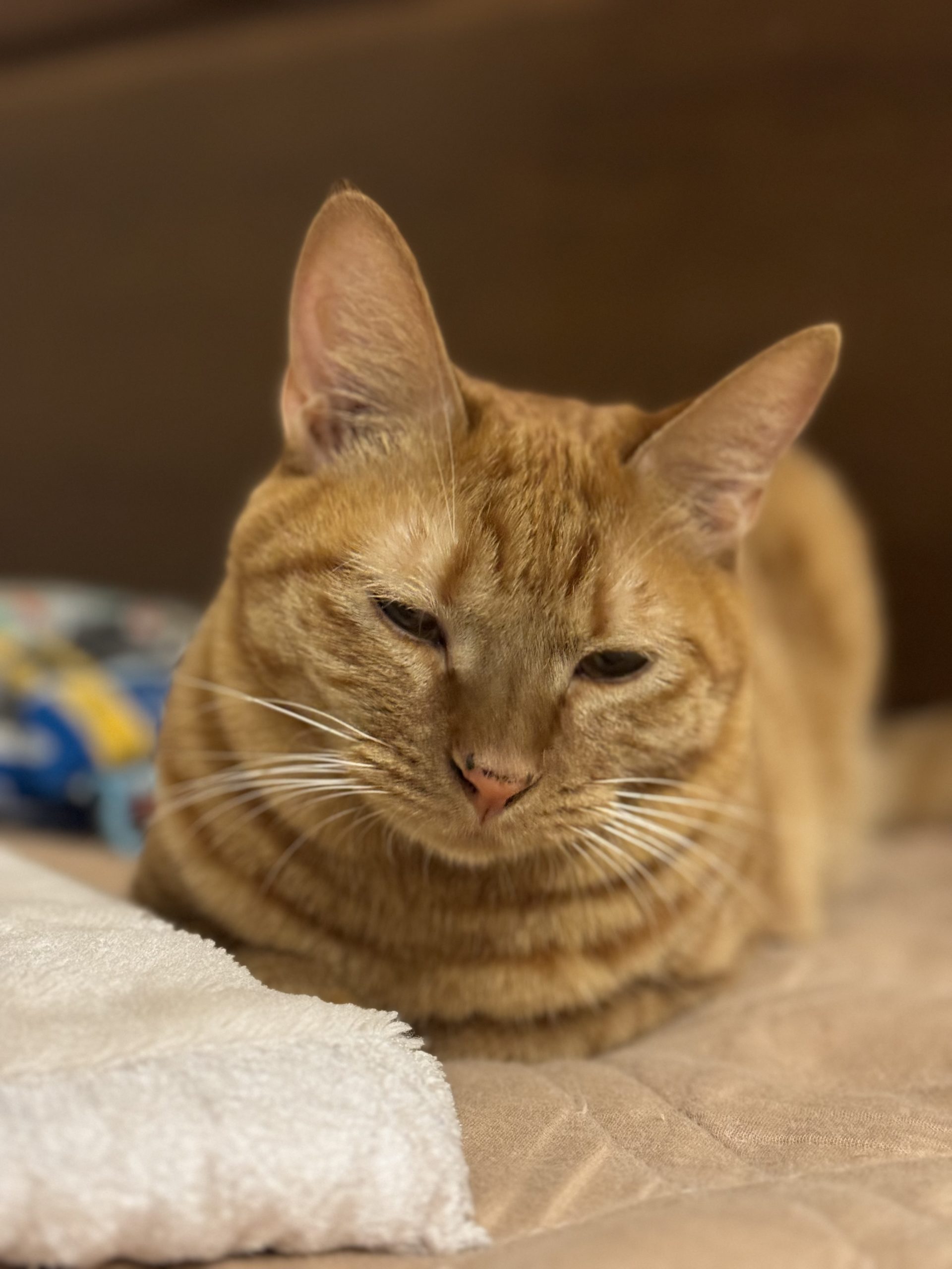 茶トラのメス（女の子）猫、おから