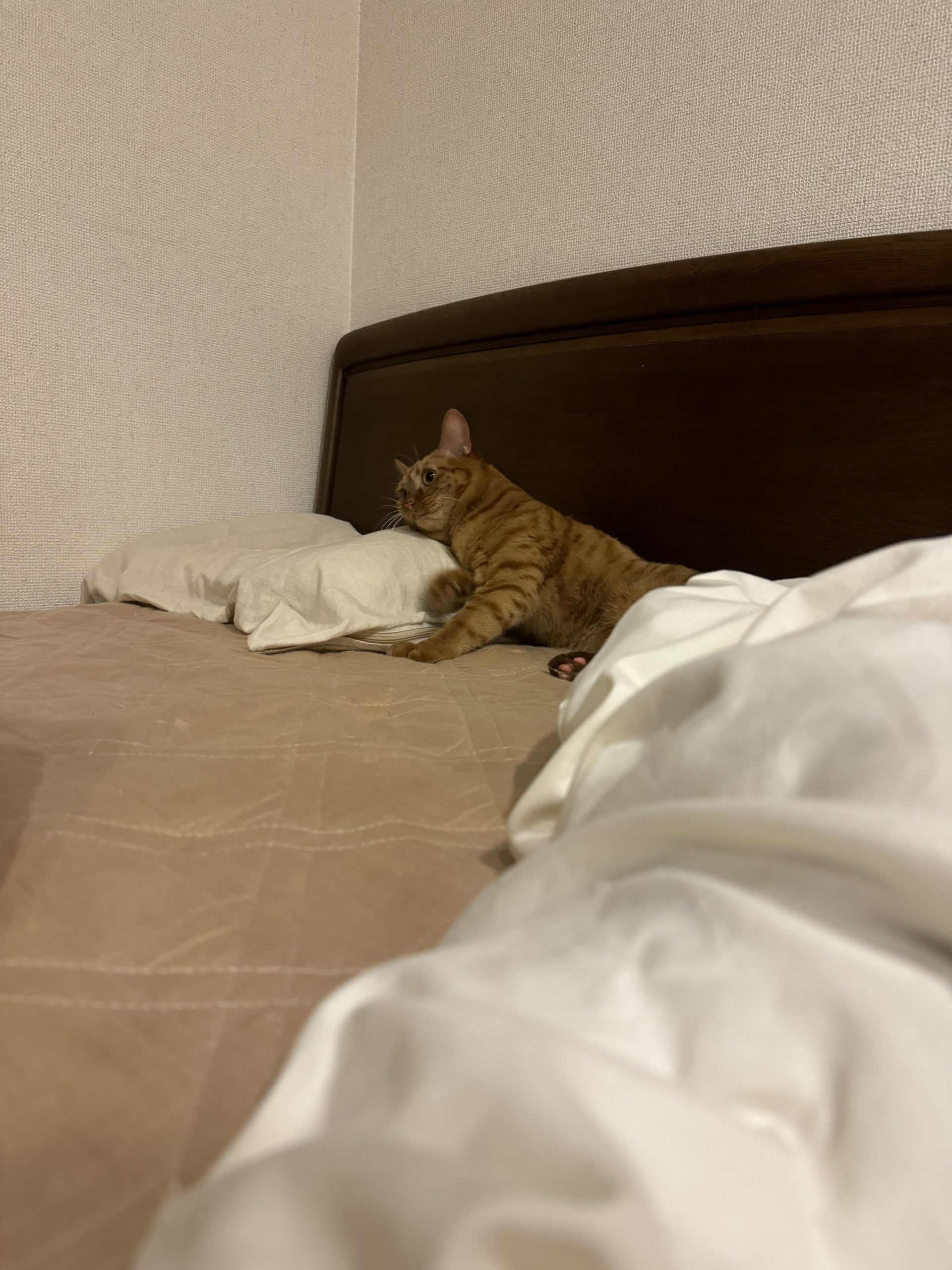 茶トラのメス（女の子）猫、おから