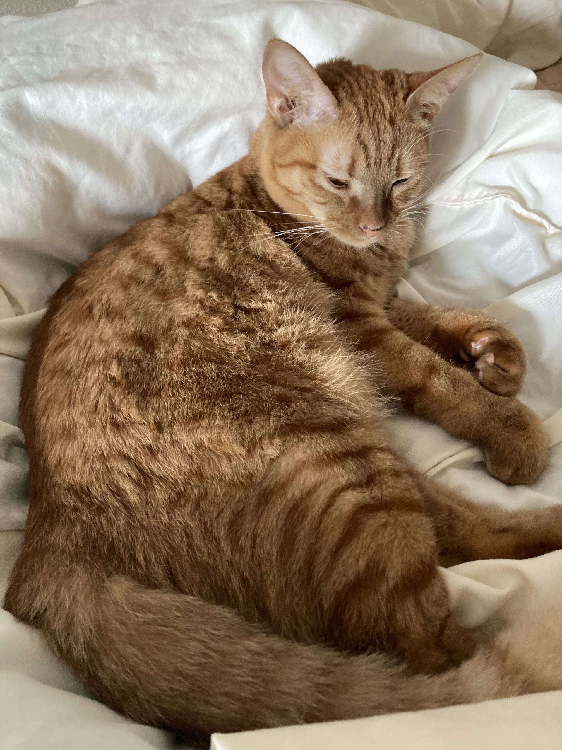 茶トラのメス（女の子）猫、おから