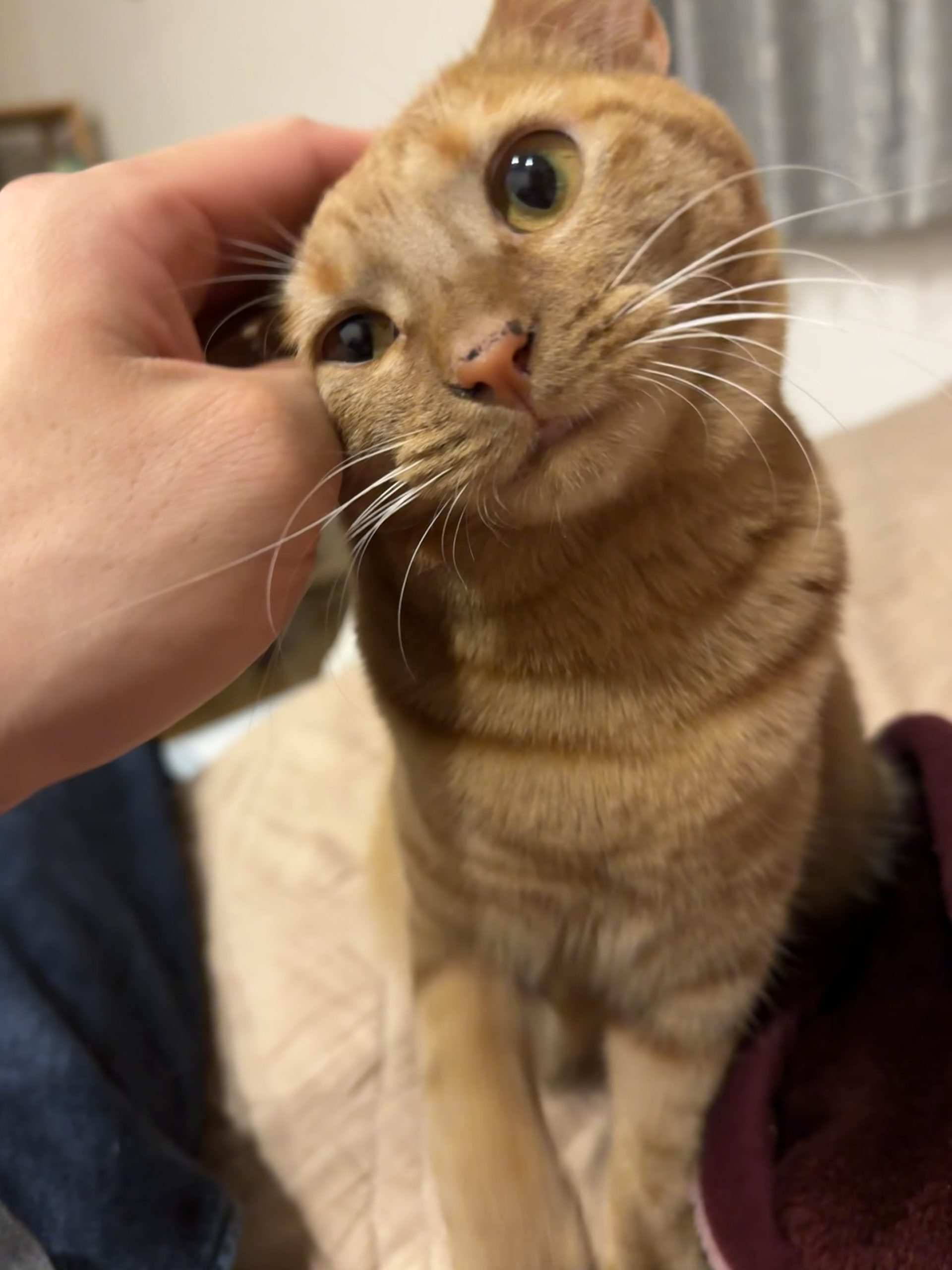 茶トラのメス（女の子）猫、おから