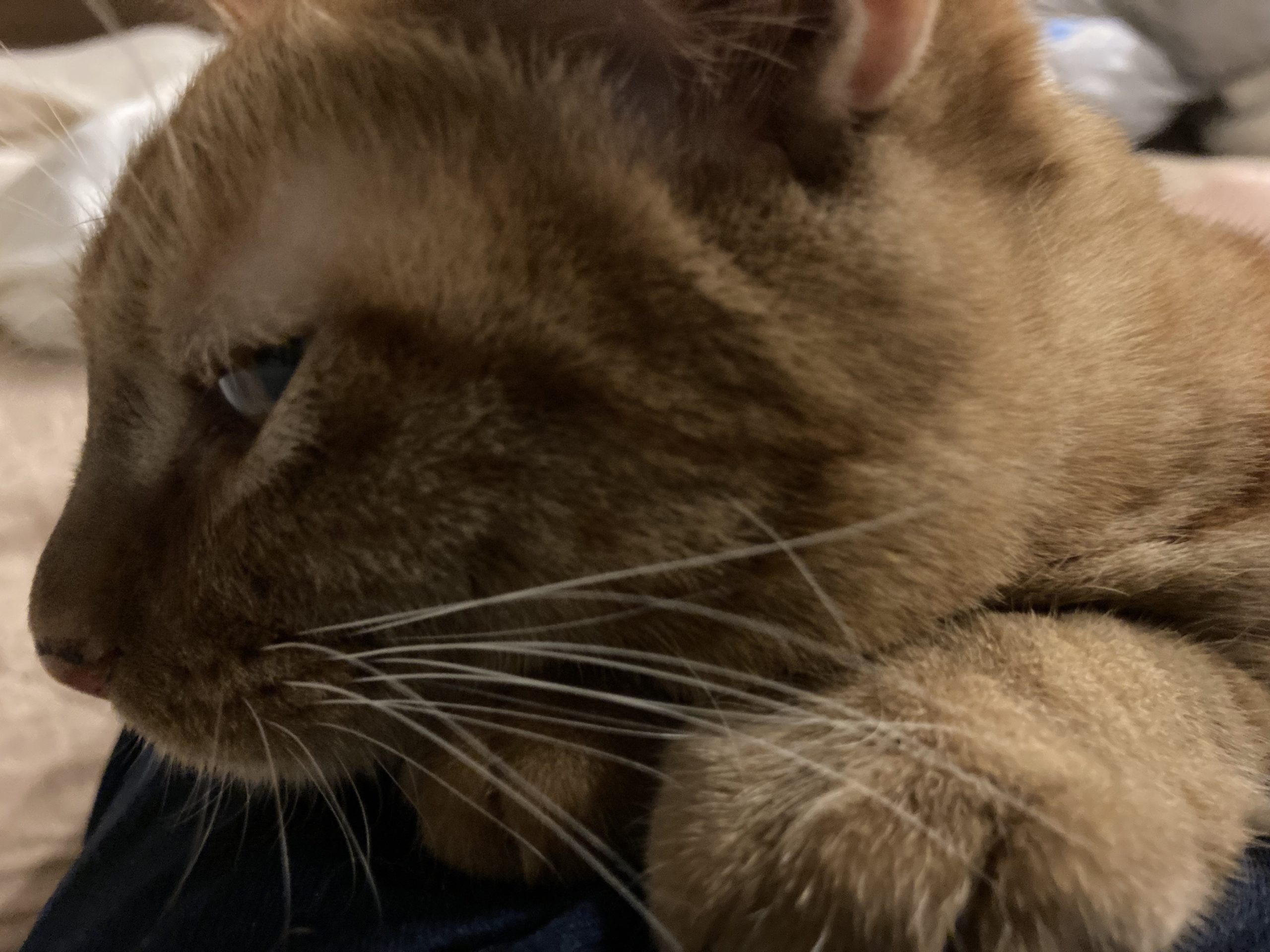 茶トラのメス（女の子）猫、おから