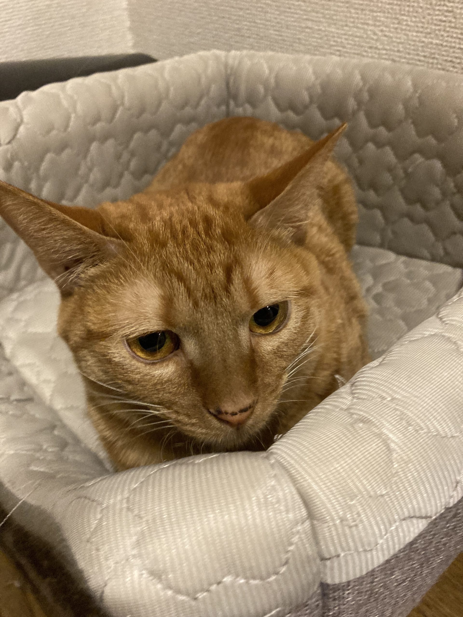 茶トラのメス（女の子）猫、おから