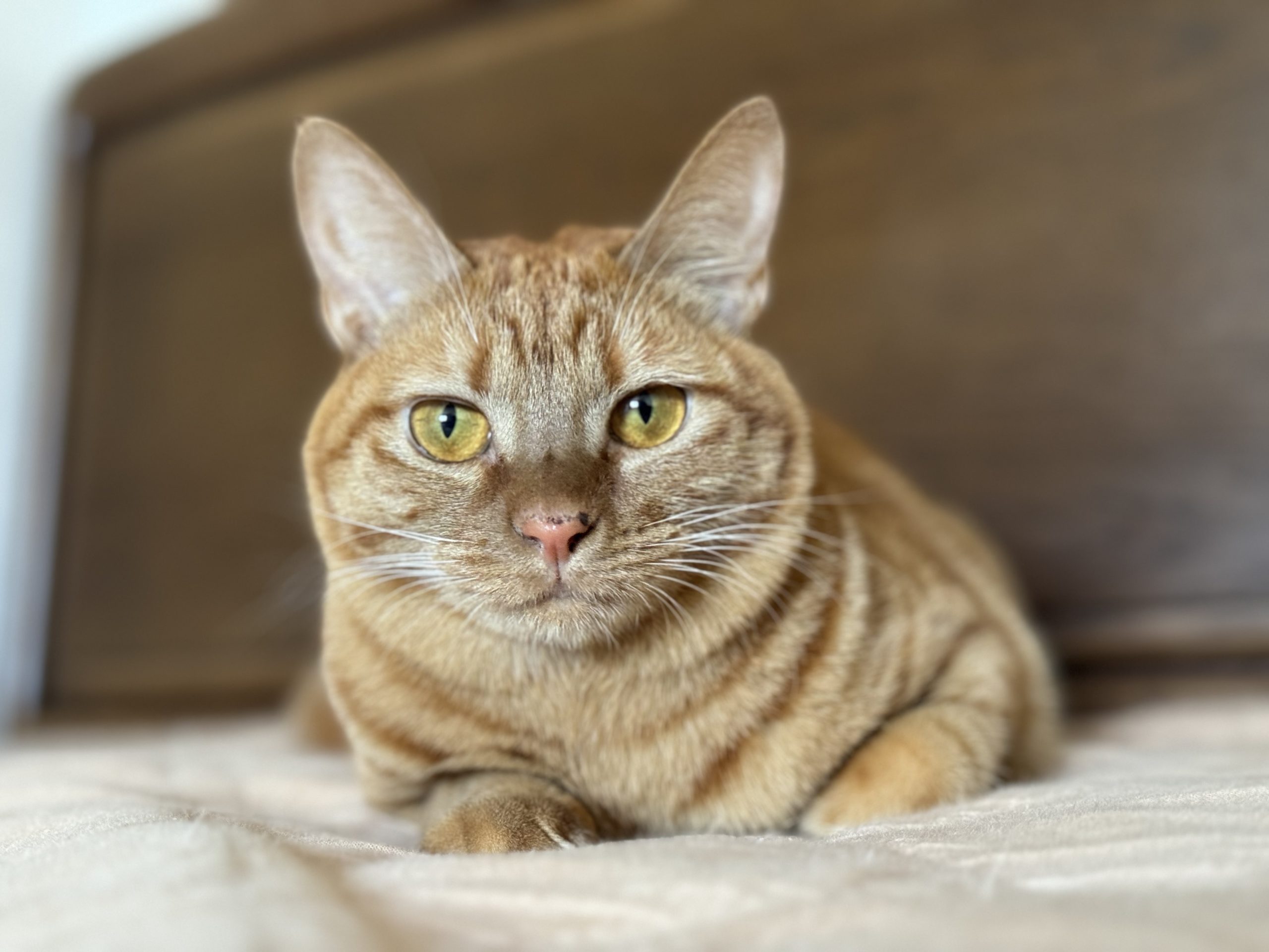 茶トラのメス（女の子）猫、おから