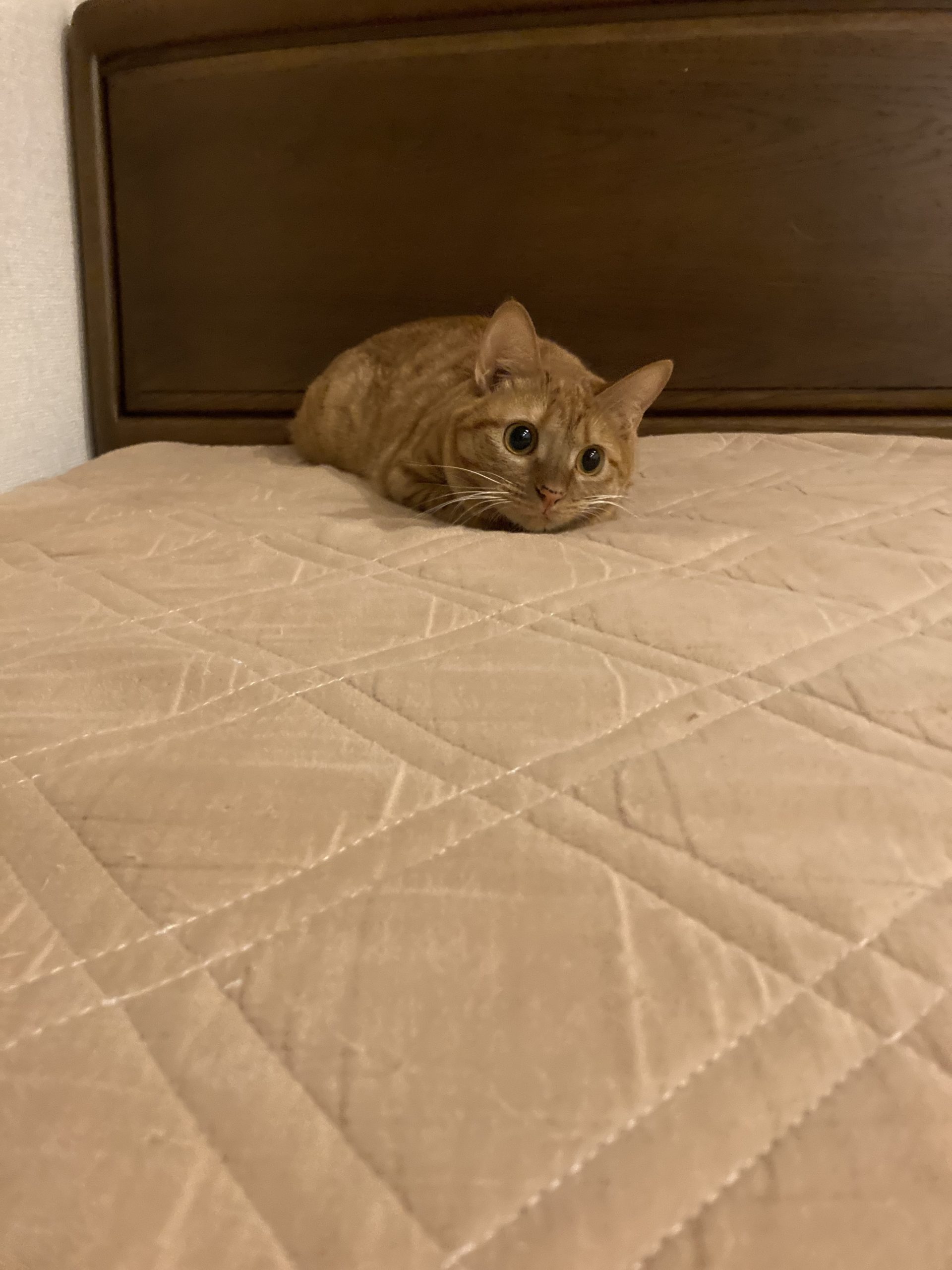 茶トラのメス（女の子）猫、おから