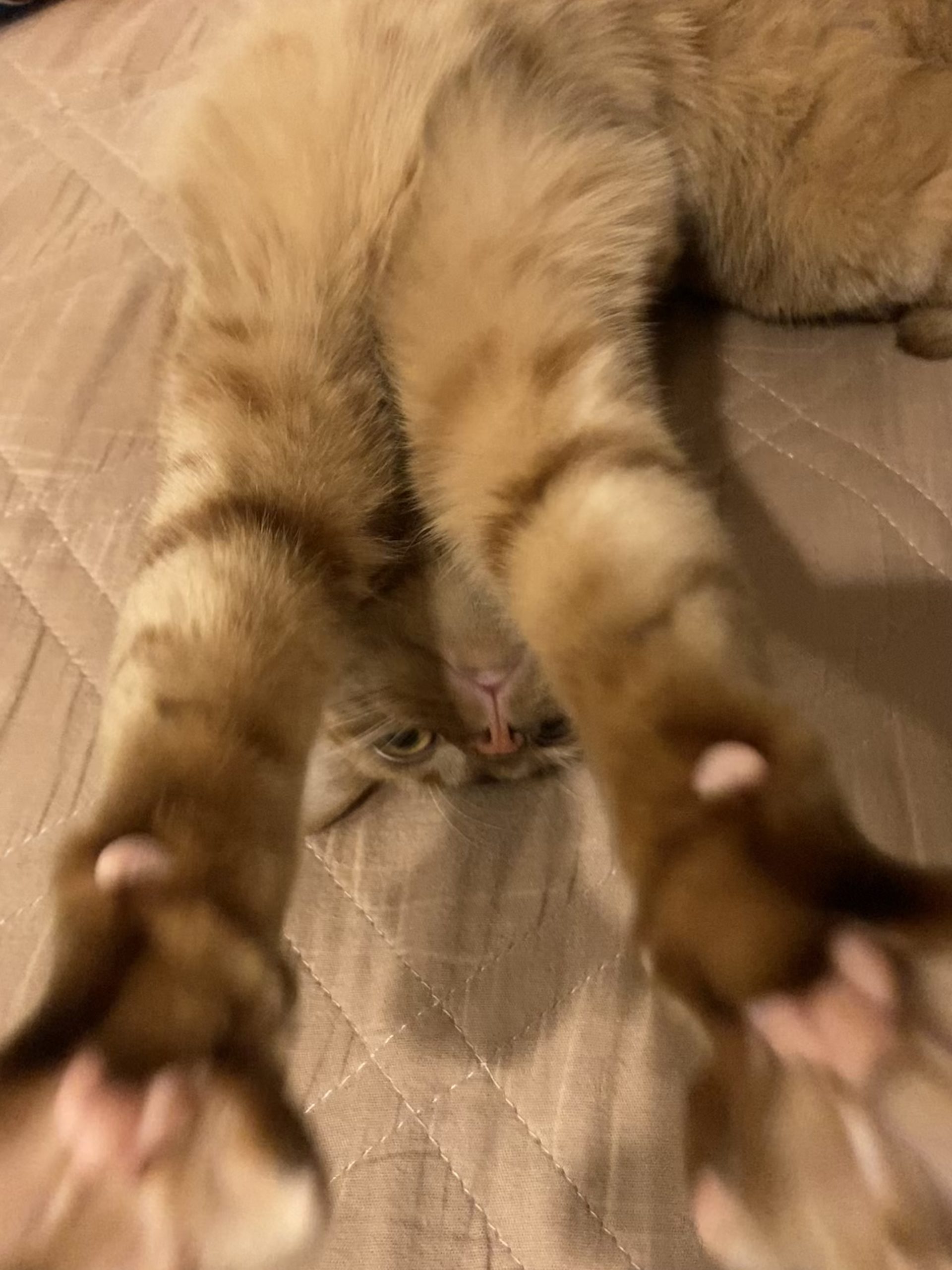 茶トラのメス（女の子）猫、おから