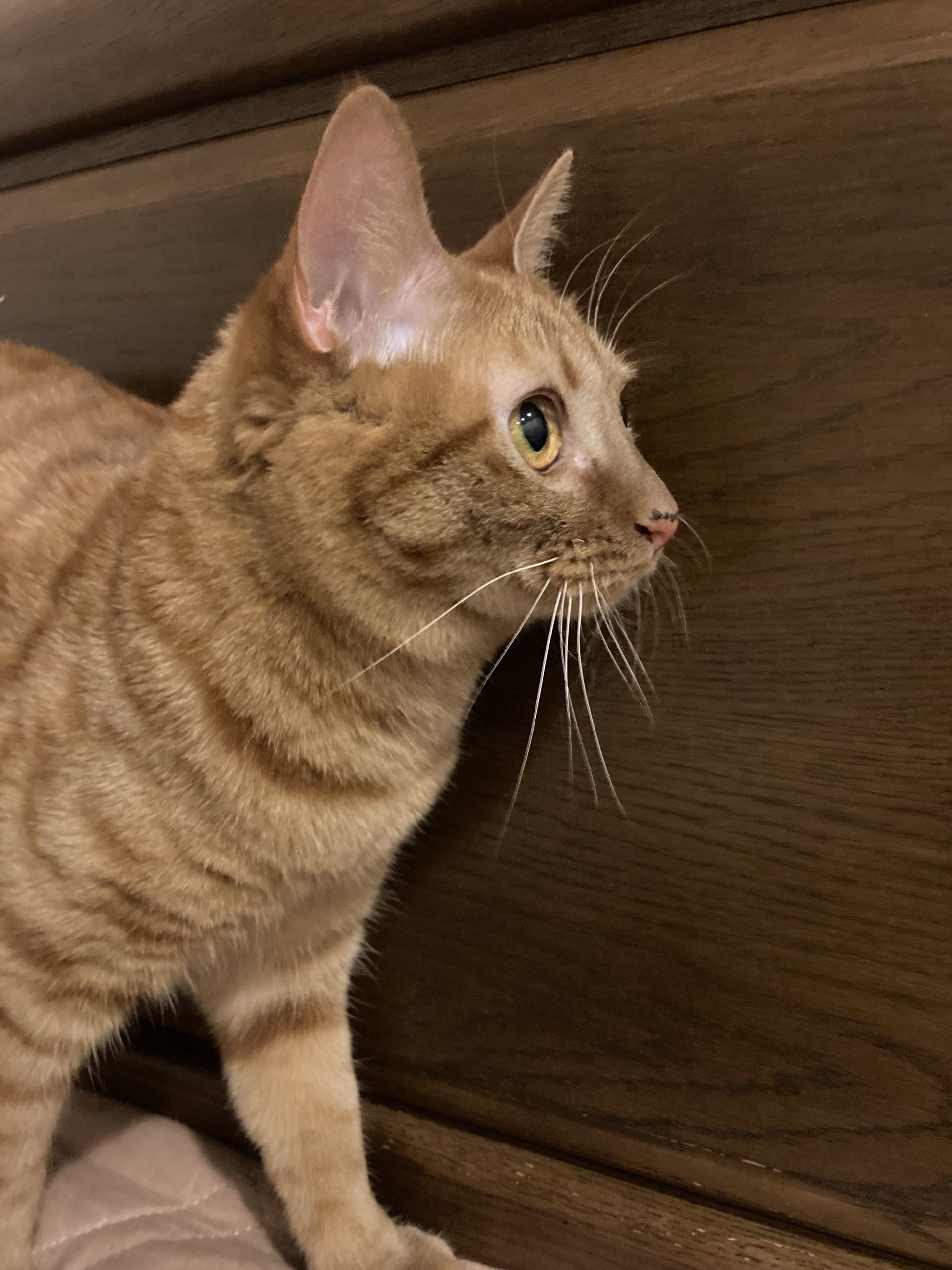 茶トラのメス（女の子）猫、おから