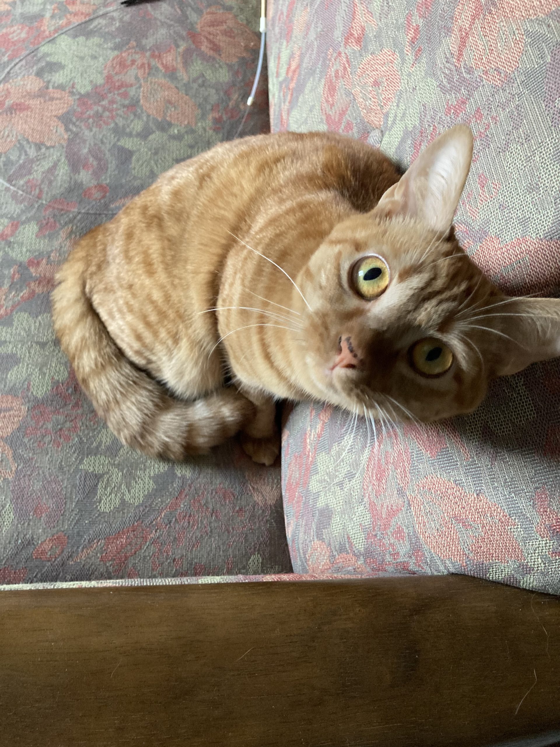 茶トラのメス（女の子）猫、おから