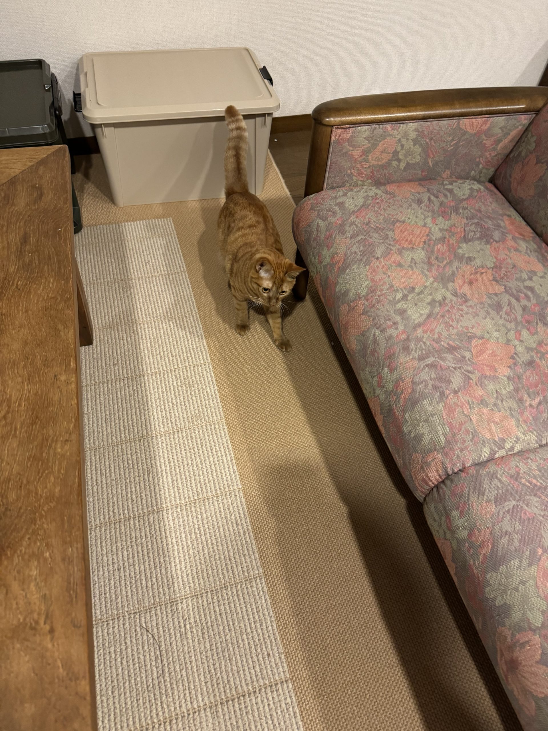 茶トラのメス（女の子）猫、おから