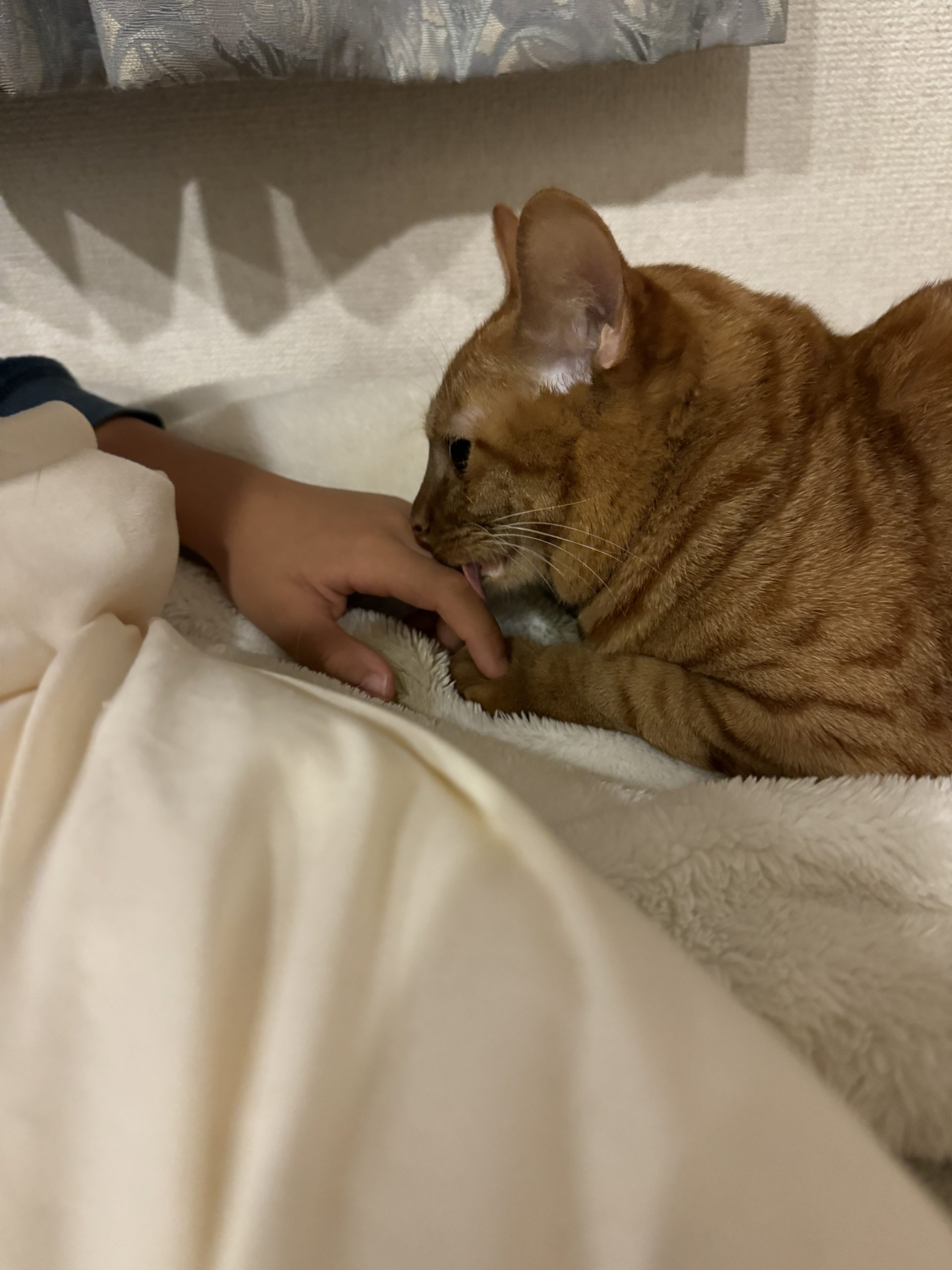 茶トラのメス（女の子）猫、おから