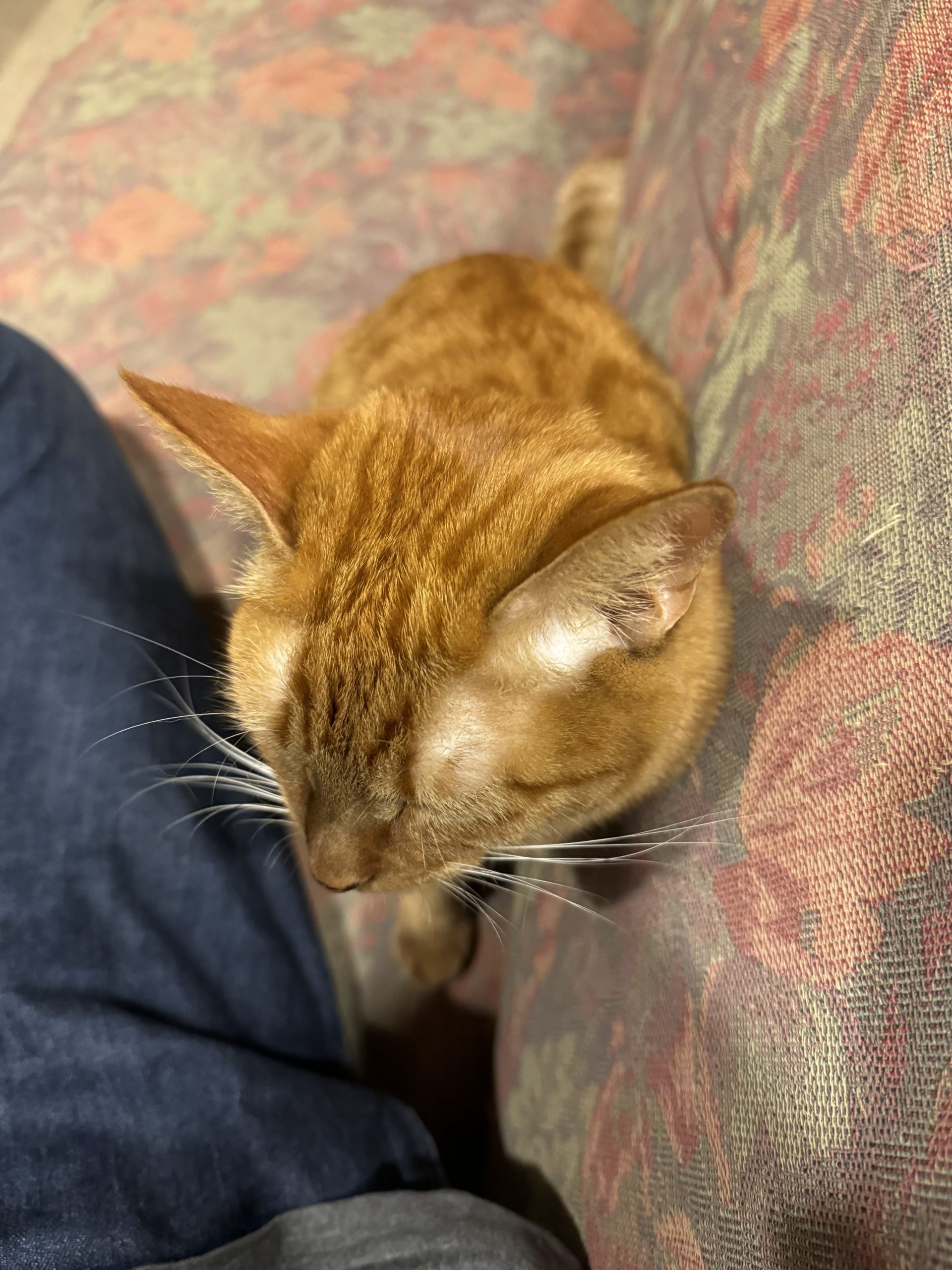 茶トラのメス（女の子）猫、おから