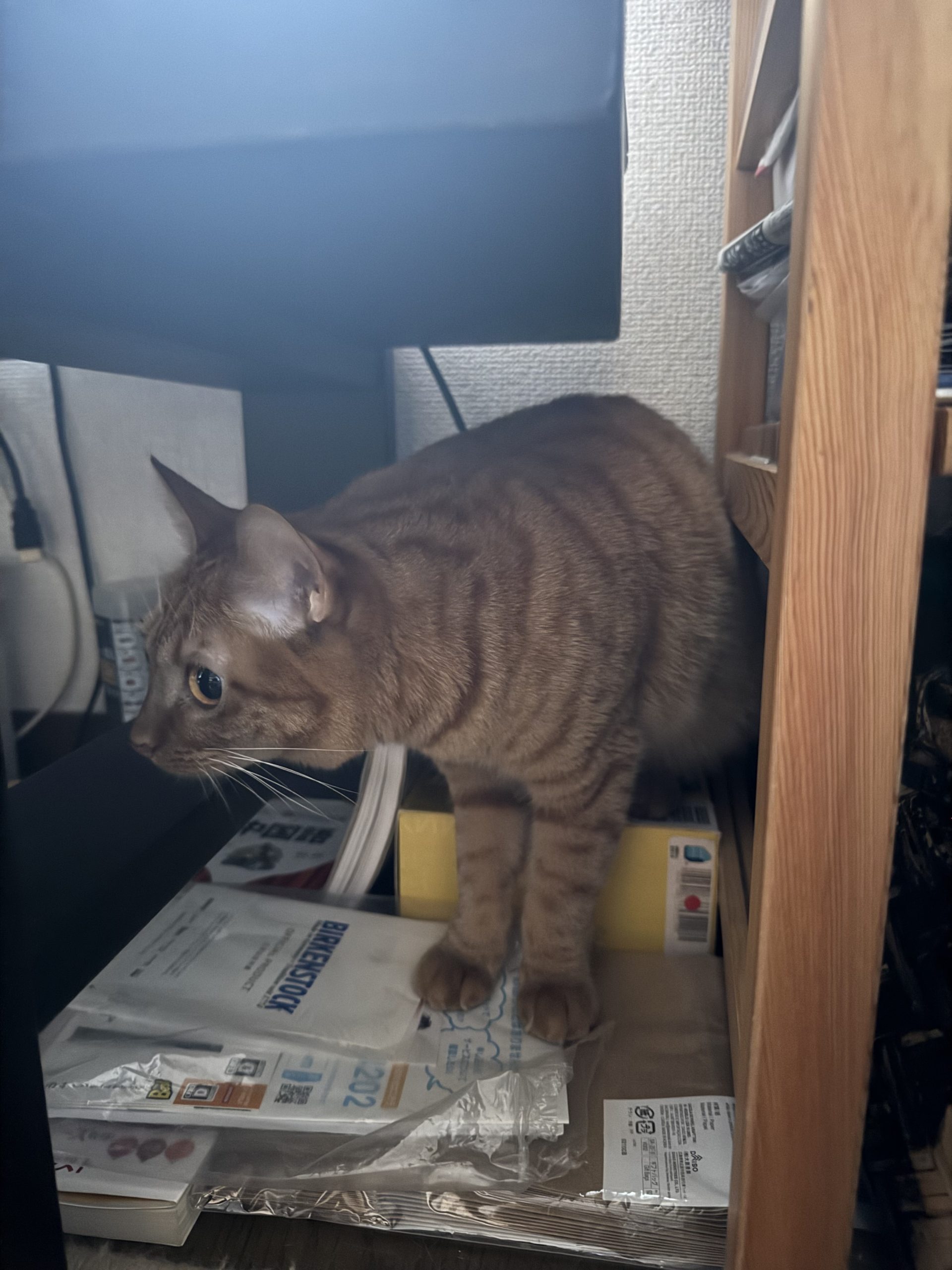 茶トラのメス（女の子）猫、おから