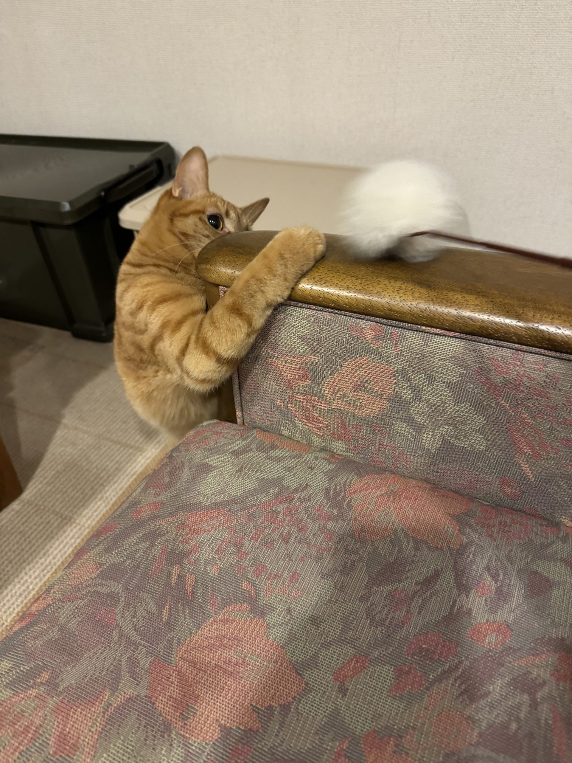 茶トラのメス（女の子）猫、おから