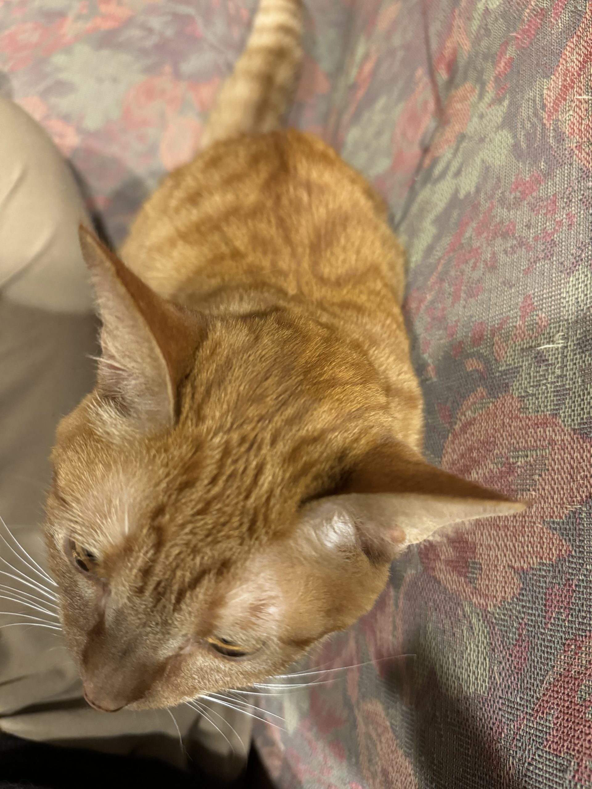 茶トラのメス（女の子）猫、おから