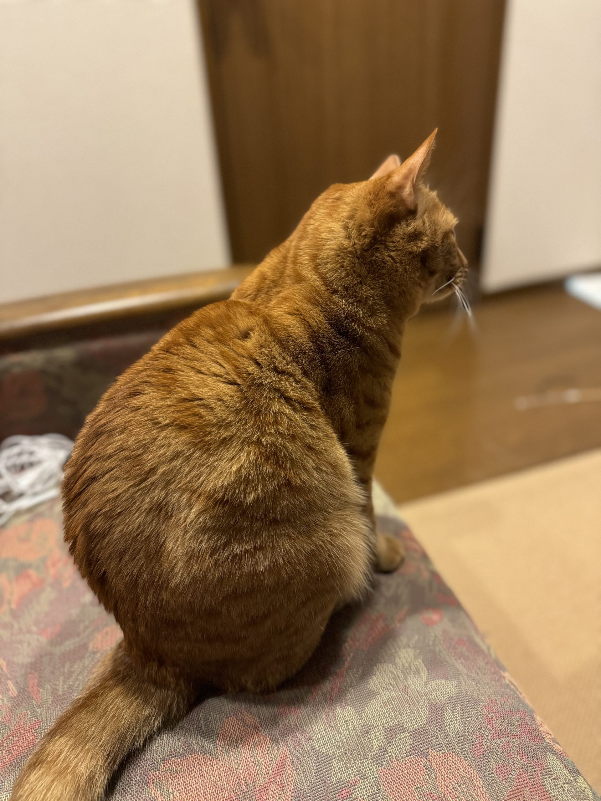 茶トラのメス（女の子）猫、おから