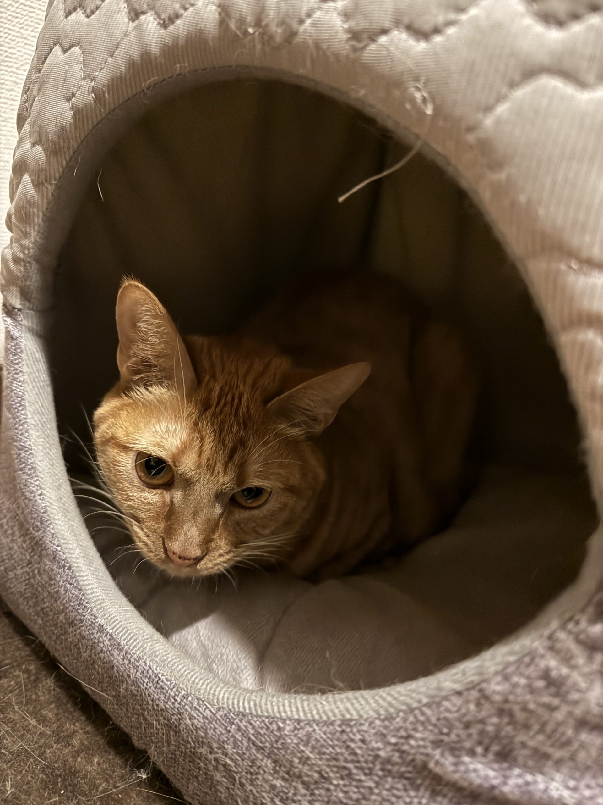 茶トラのメス（女の子）猫、おから