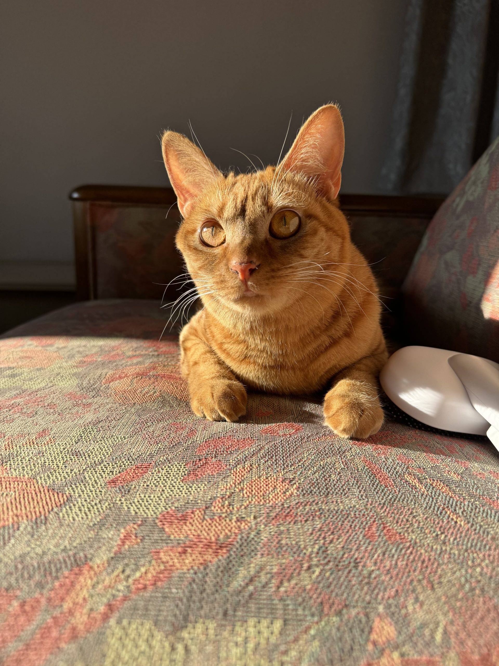 茶トラのメス（女の子）猫、おから