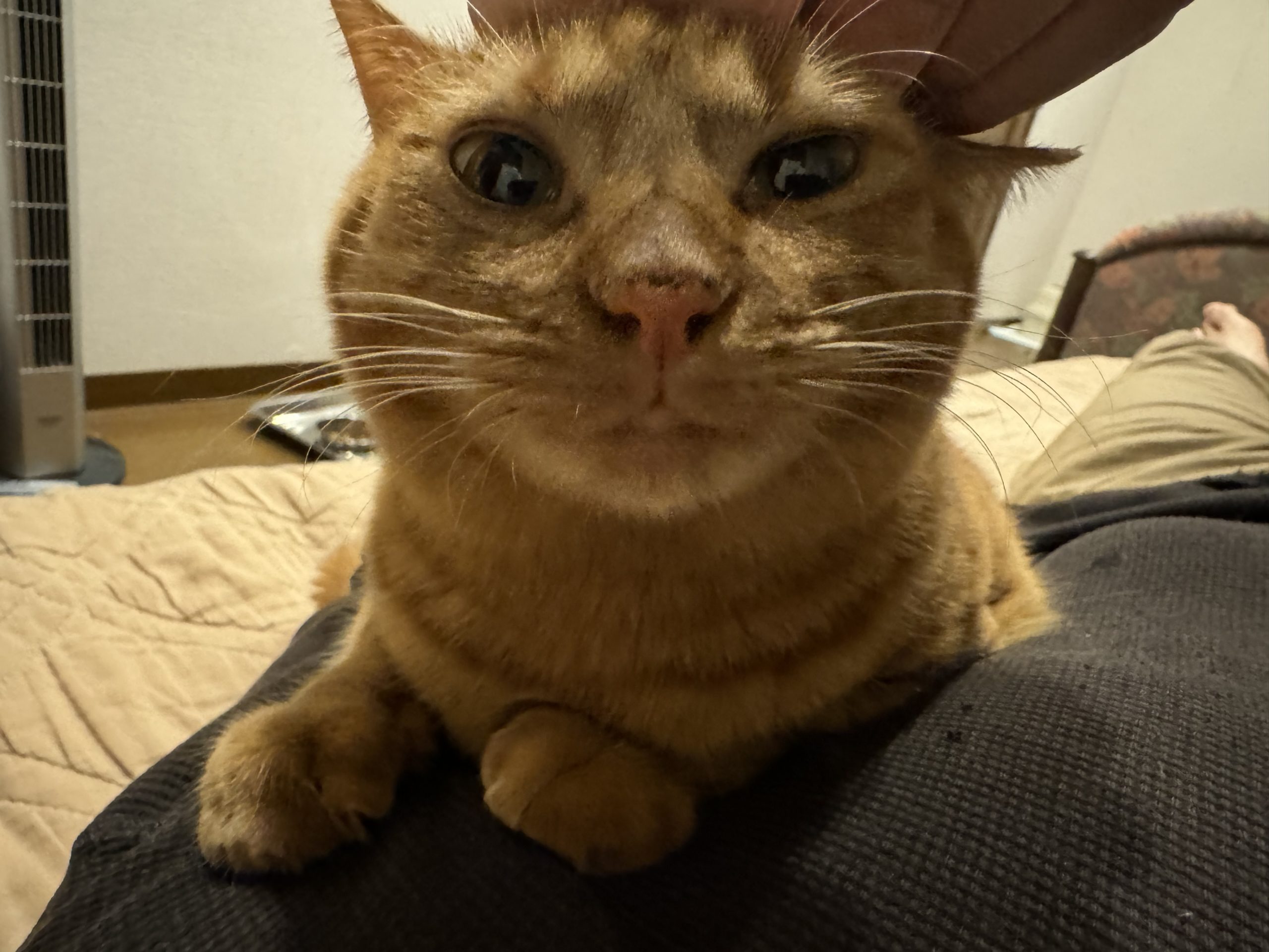 茶トラのメス（女の子）猫、おから