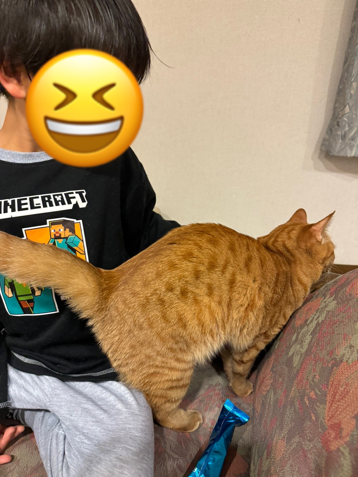 茶トラのメス（女の子）猫、おから