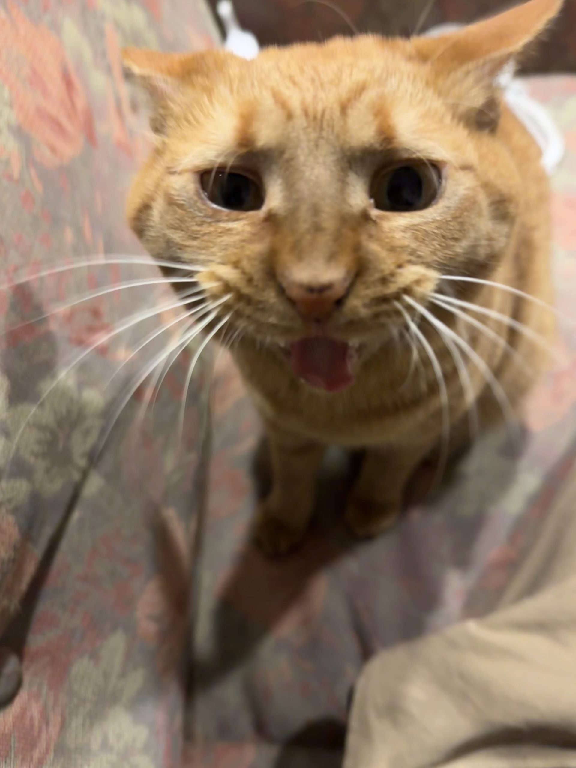 茶トラのメス（女の子）猫、おから