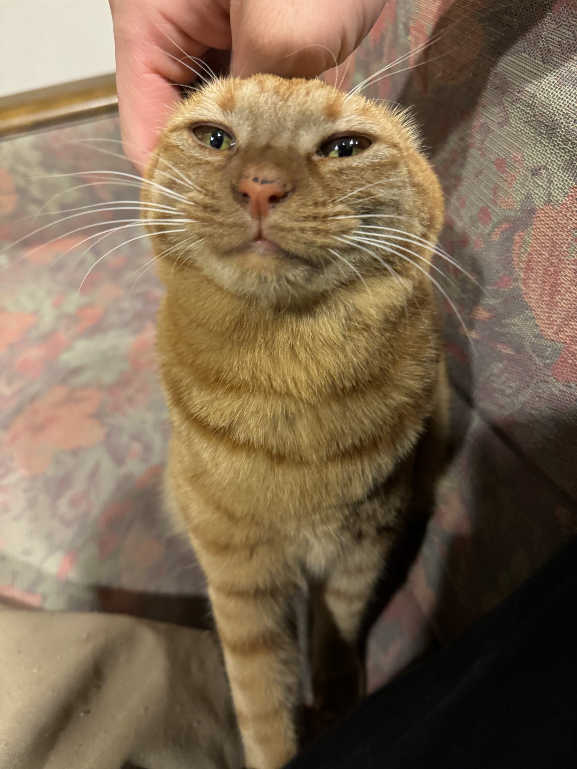 茶トラのメス（女の子）猫、おから