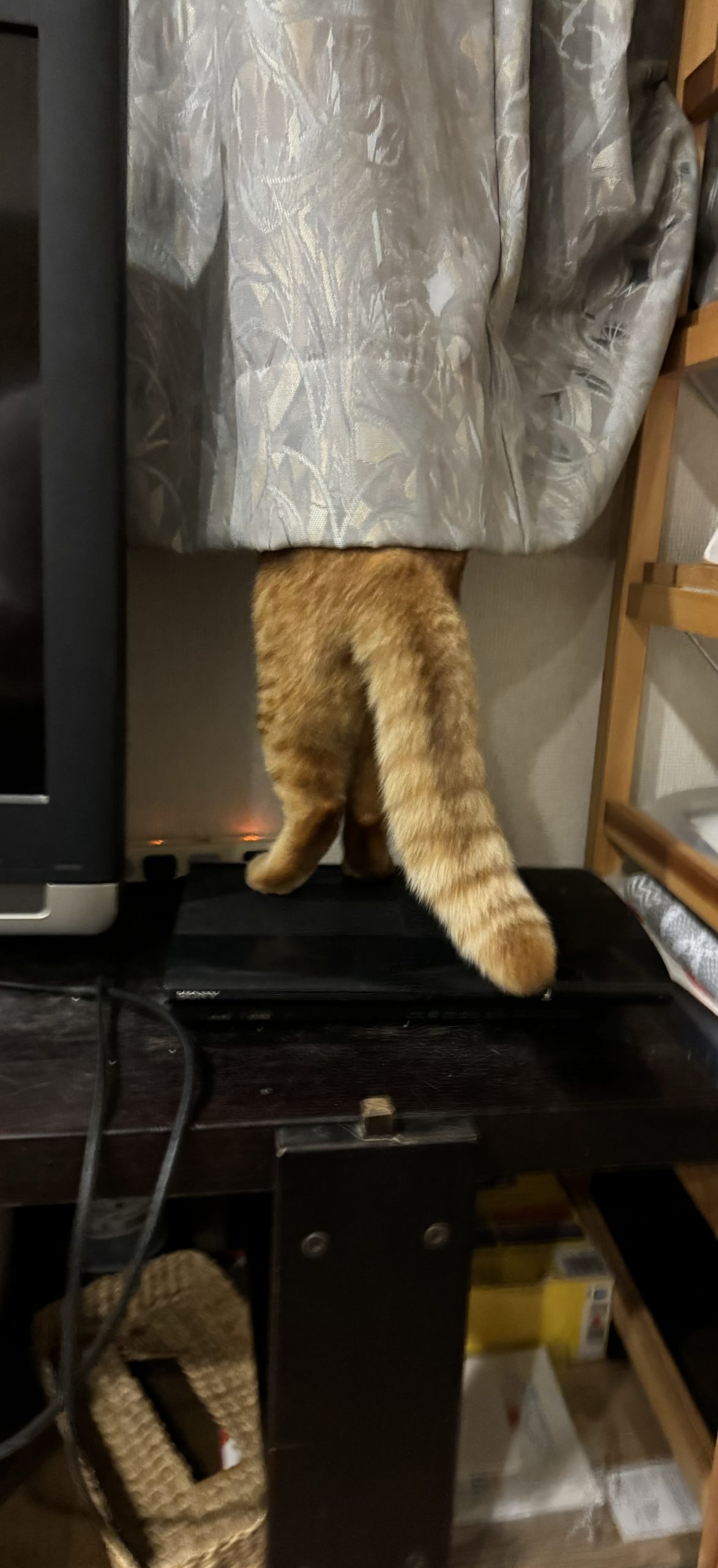 茶トラのメス（女の子）猫、おから