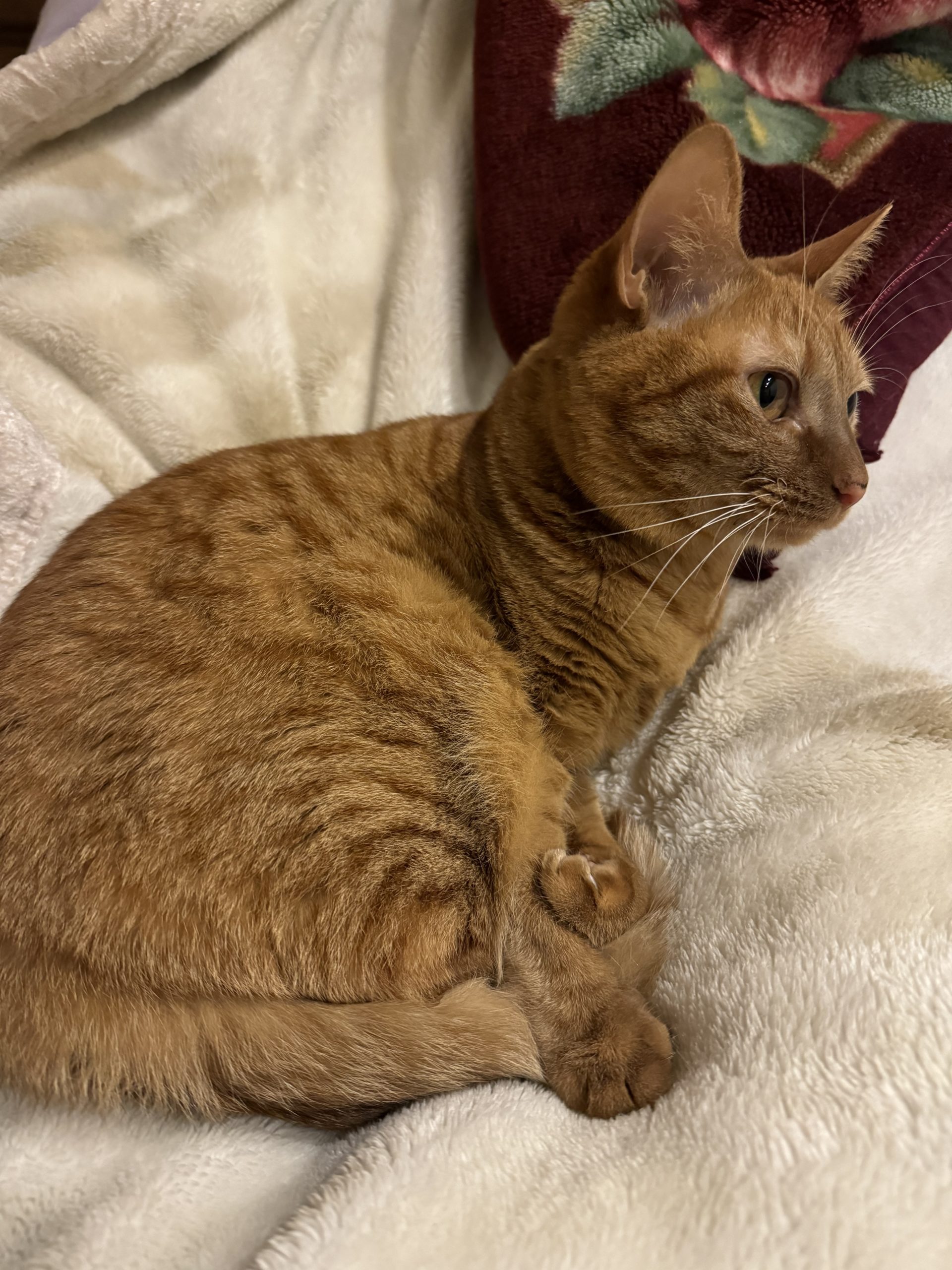 茶トラのメス（女の子）猫、おから