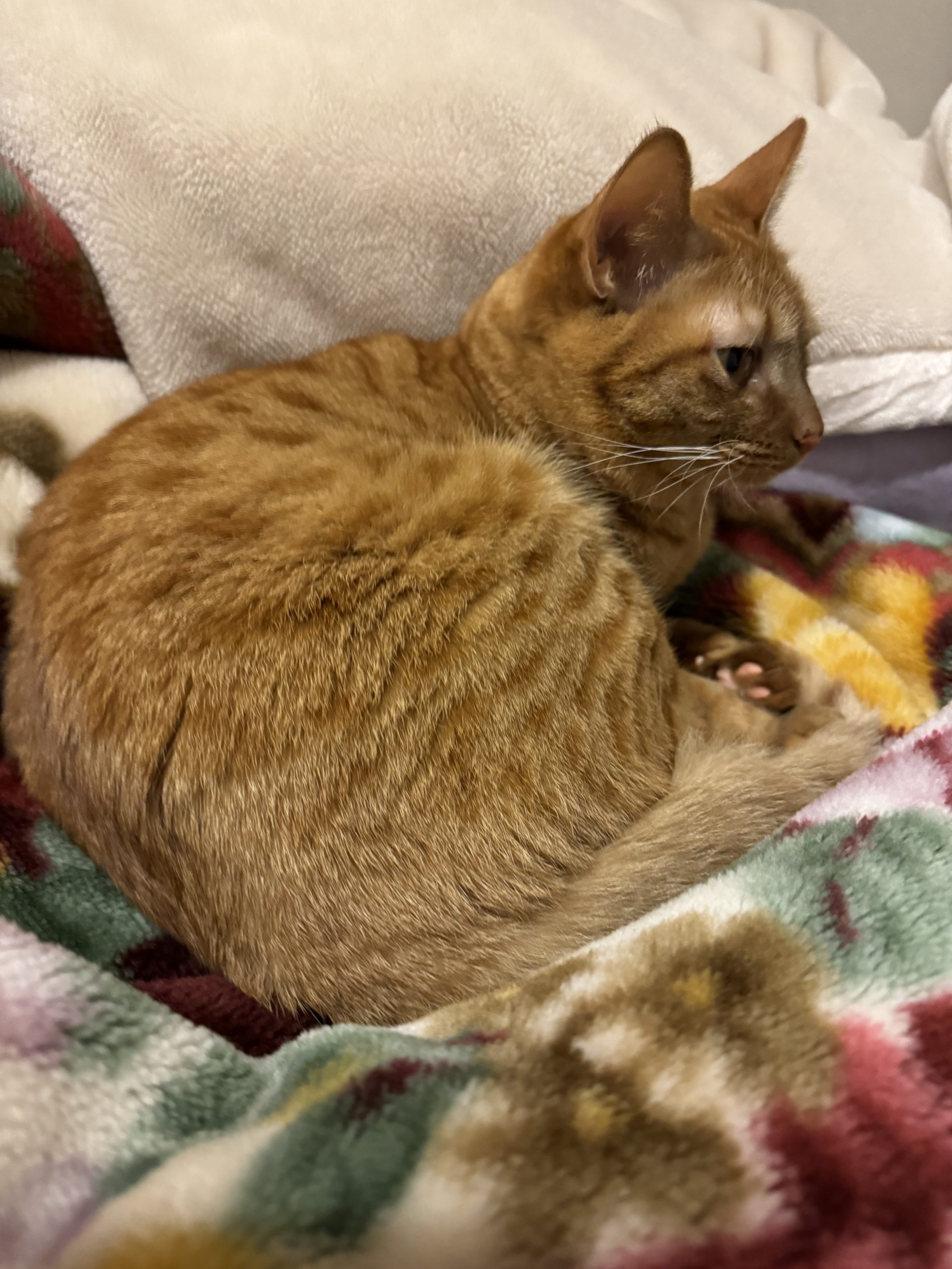 茶トラのメス（女の子）猫、おから