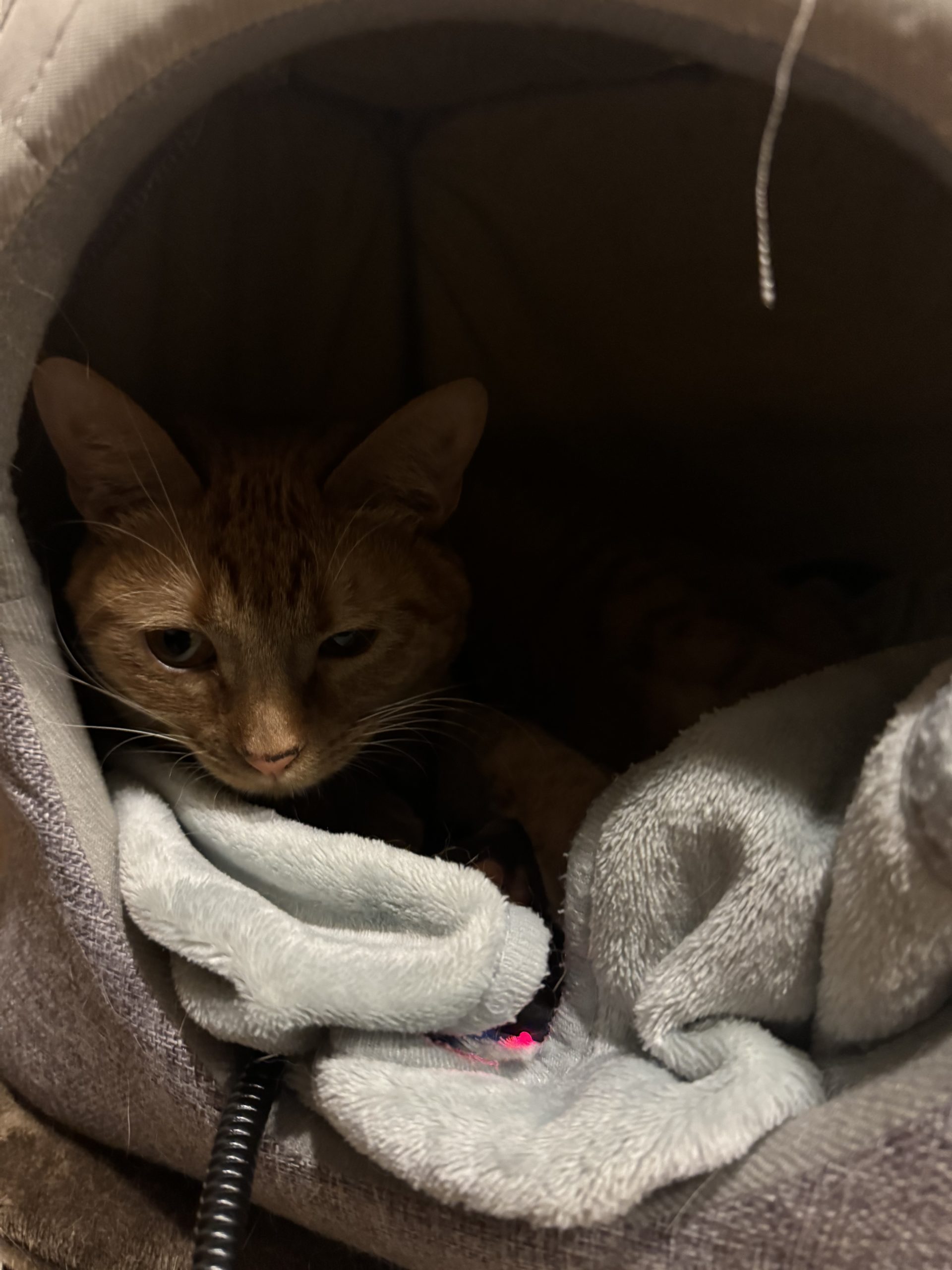 茶トラのメス（女の子）猫、おから