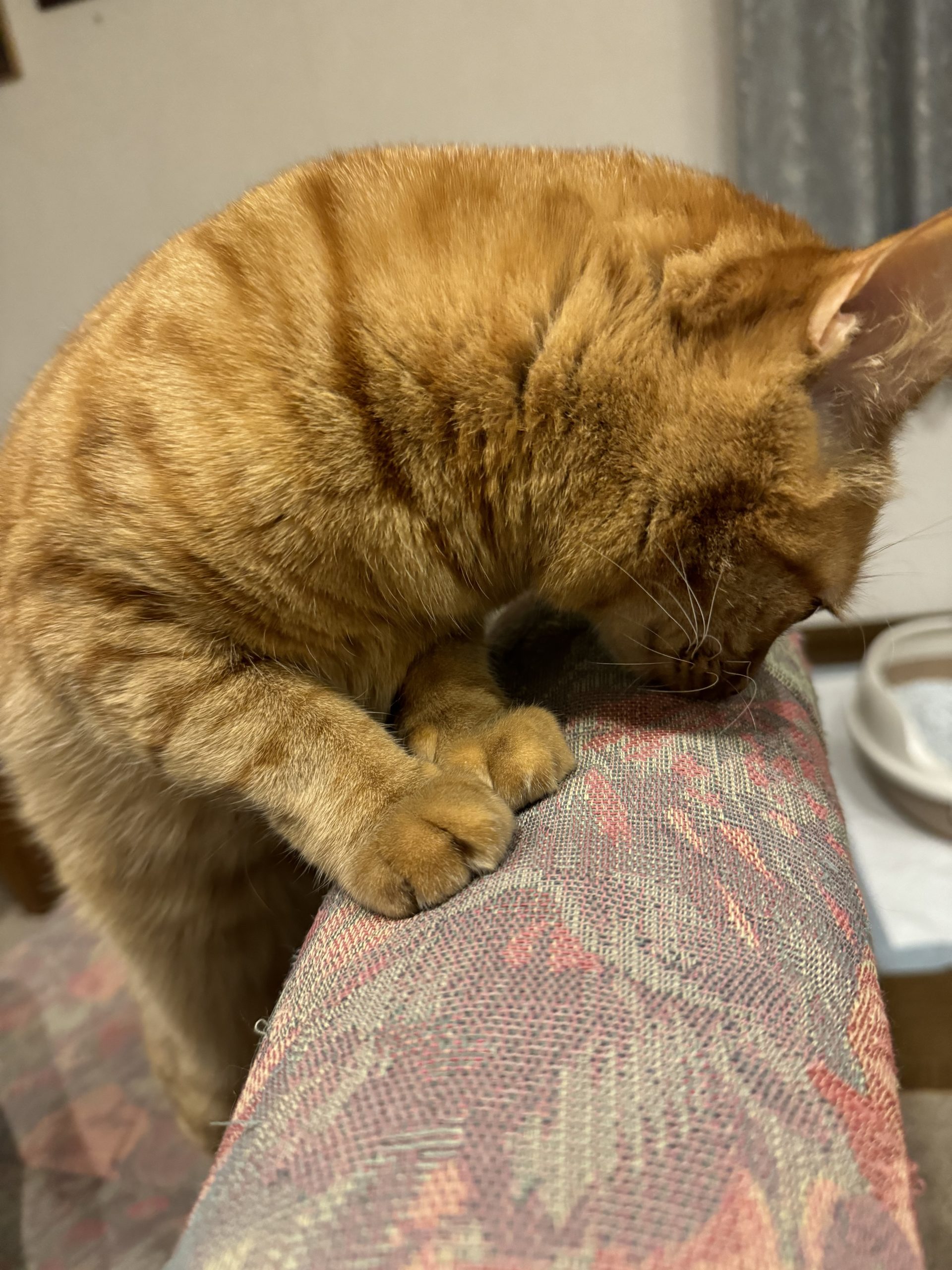 茶トラのメス（女の子）猫、おから