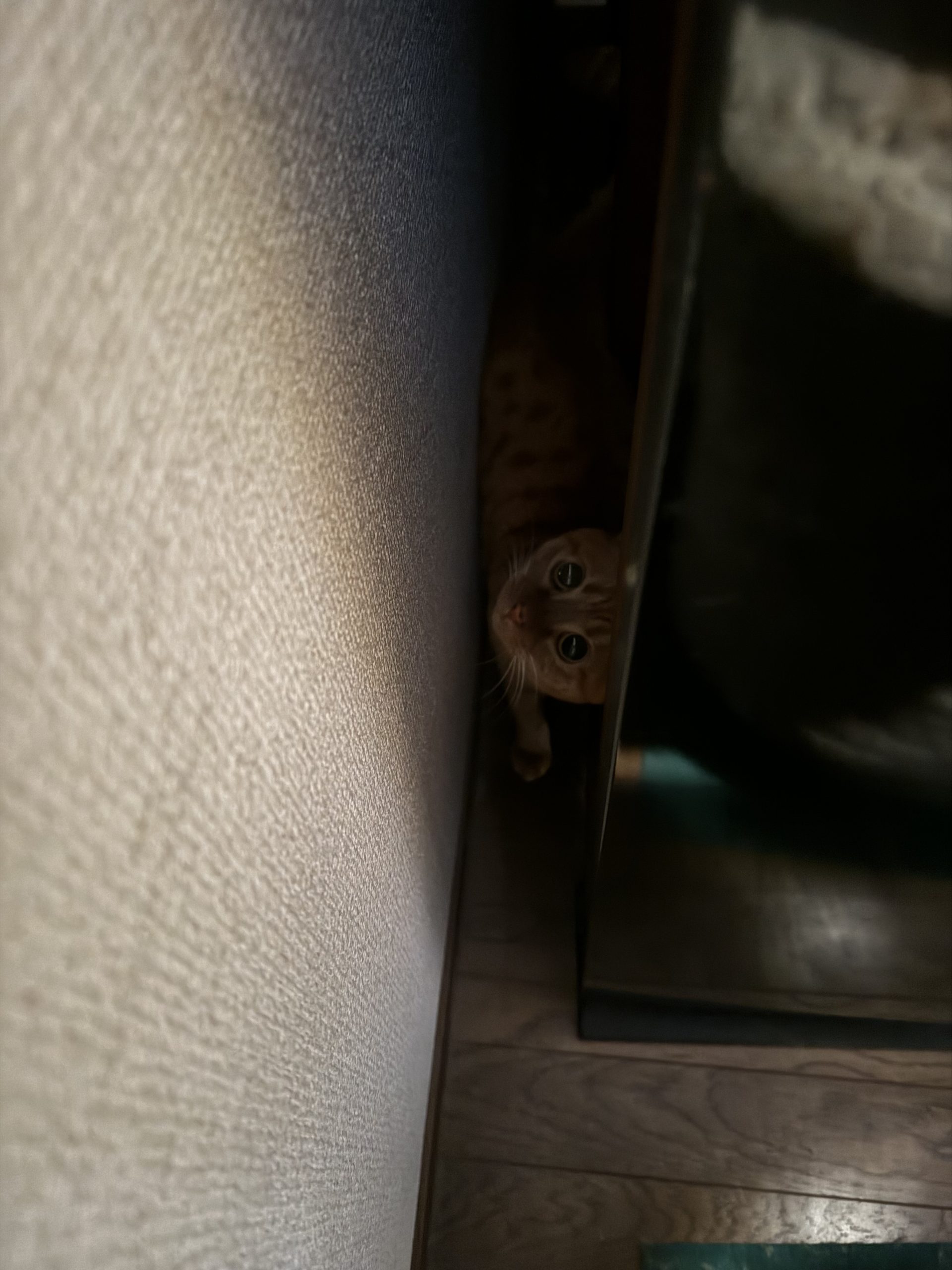 茶トラのメス（女の子）猫、おから