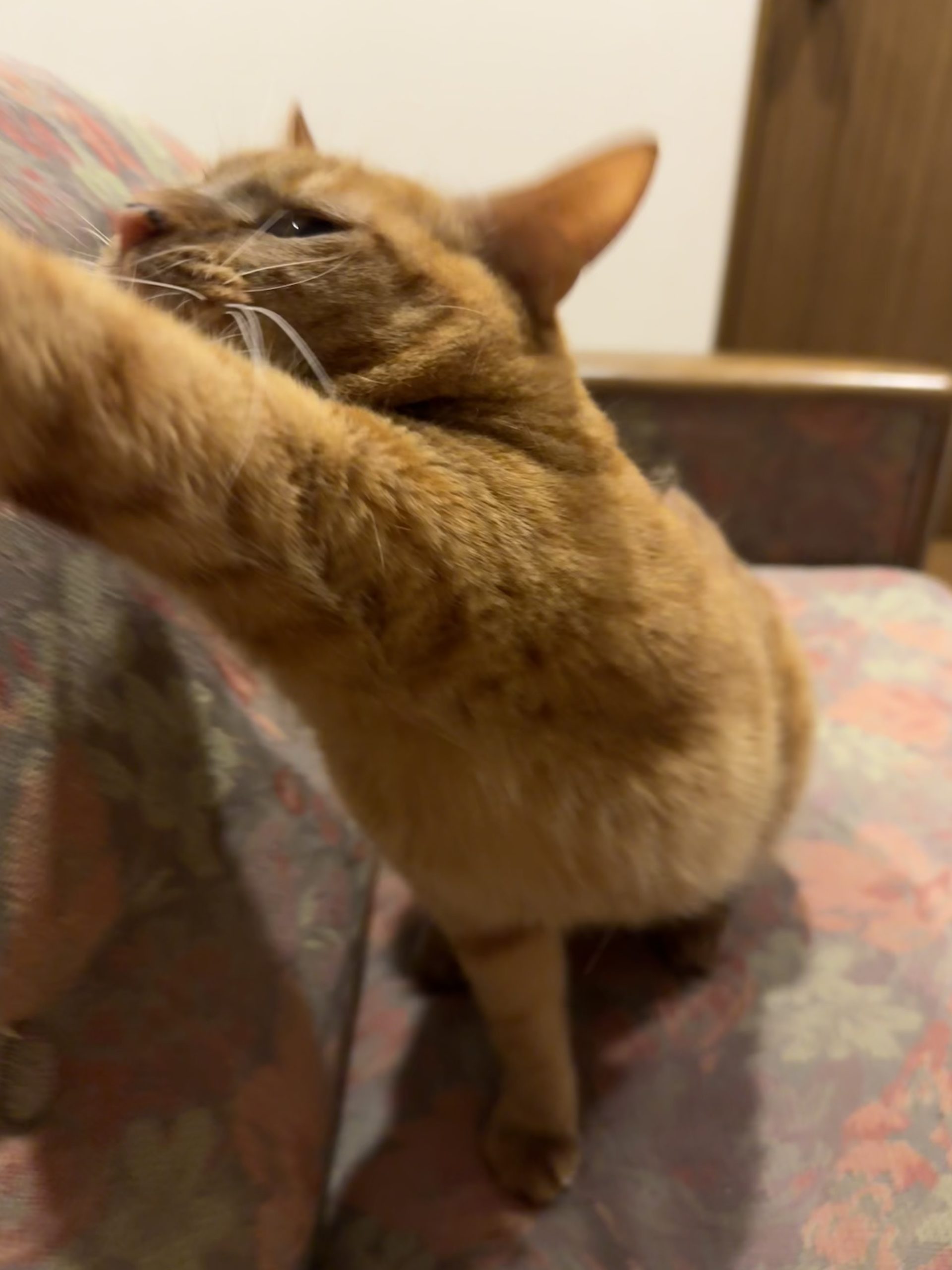 茶トラのメス（女の子）猫、おから