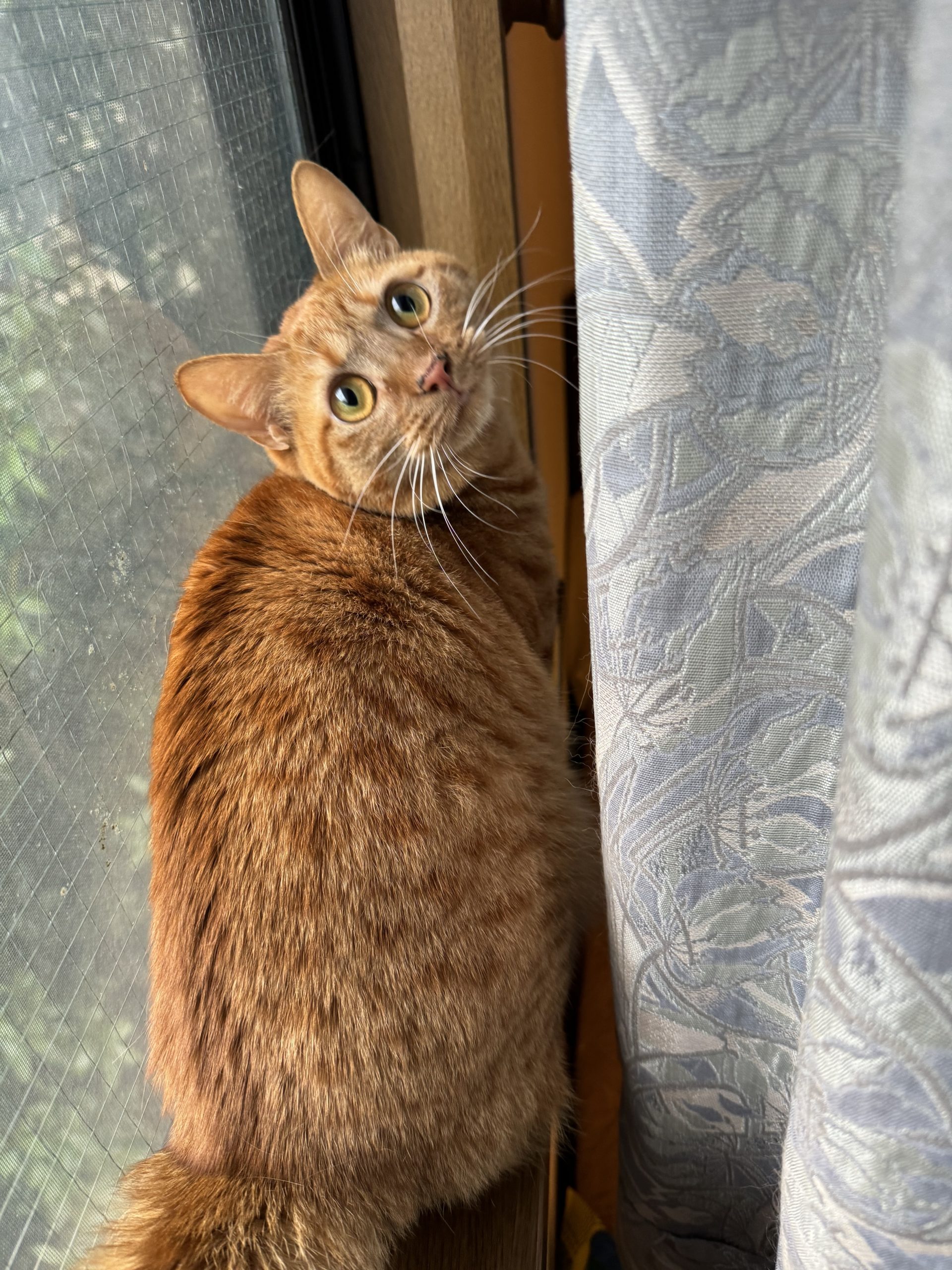 茶トラのメス（女の子）猫、おから