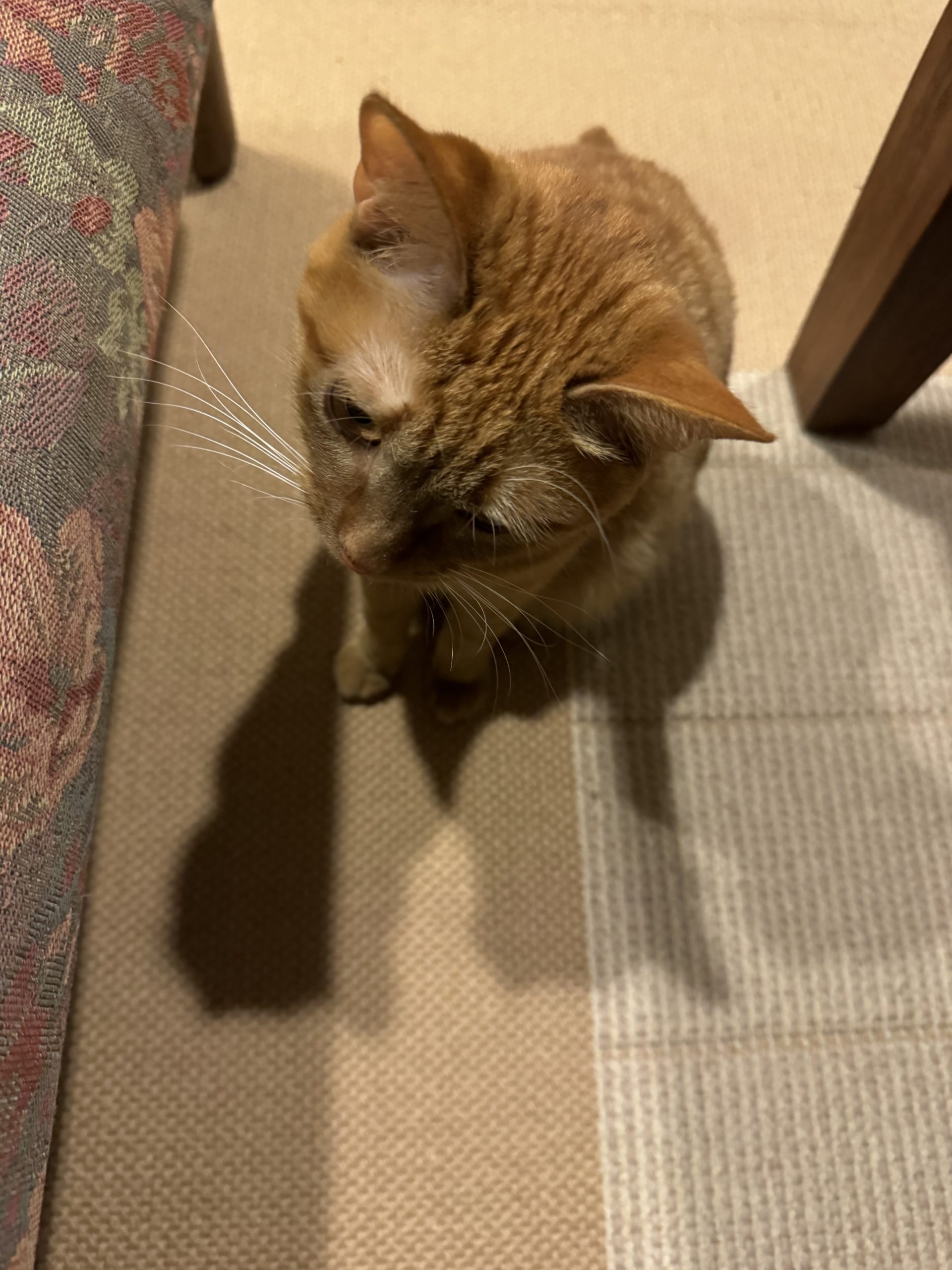 茶トラのメス（女の子）猫、おから