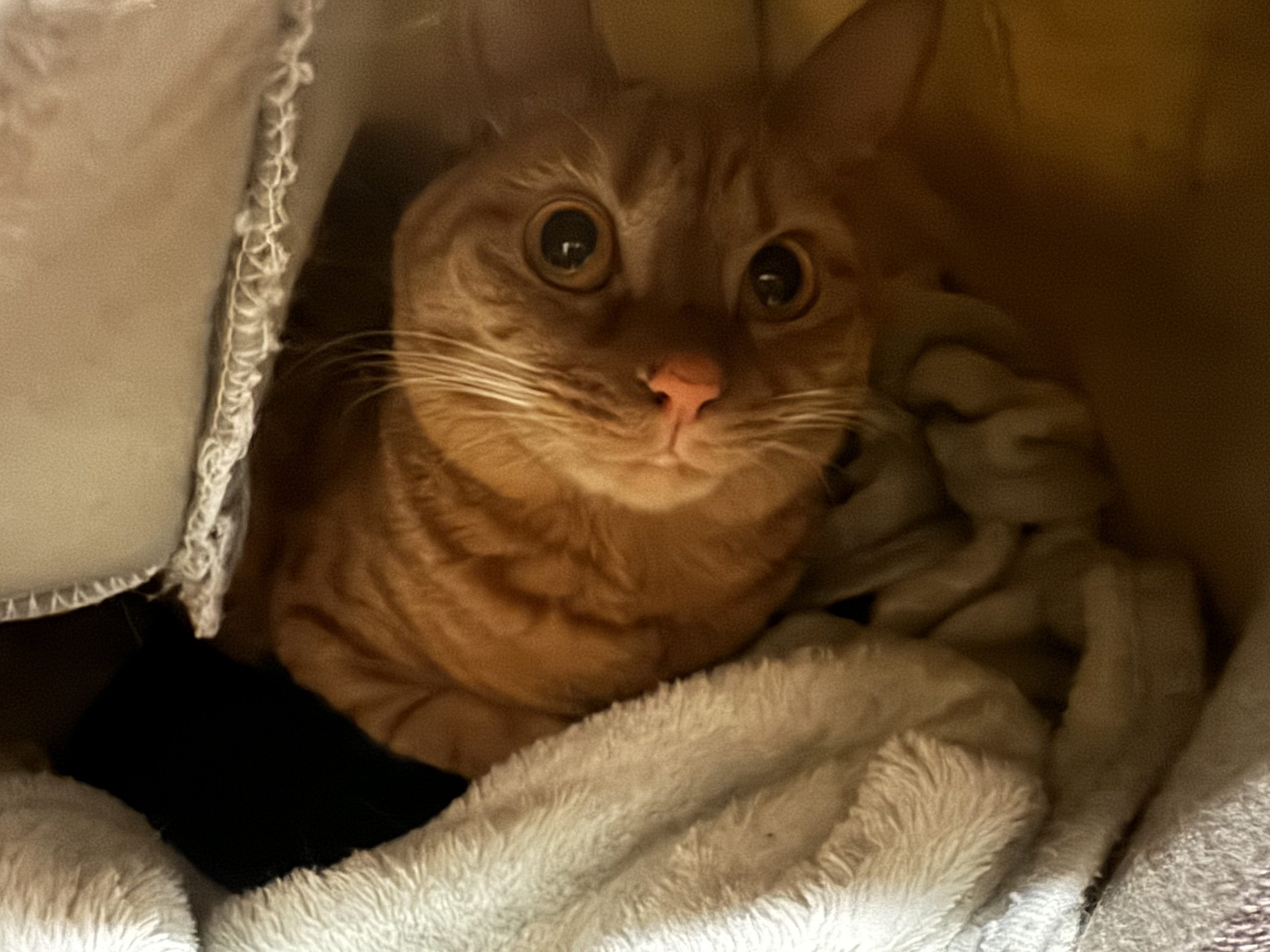 茶トラのメス（女の子）猫、おから