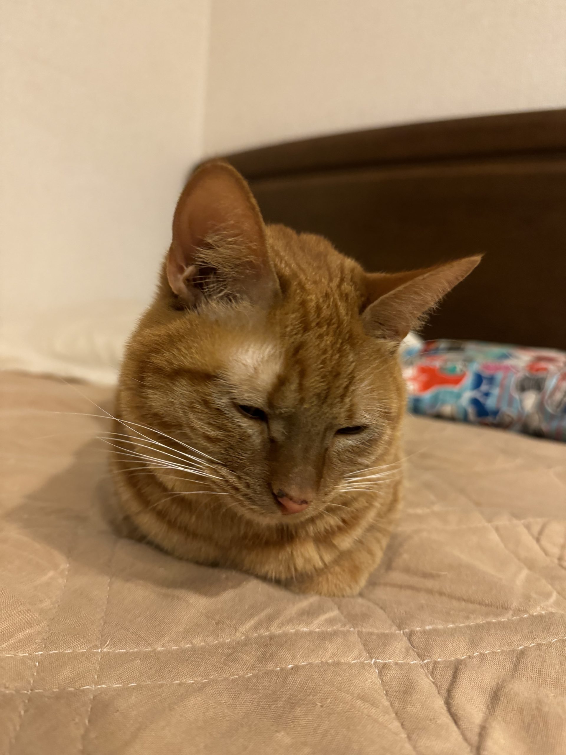 茶トラのメス（女の子）猫、おから