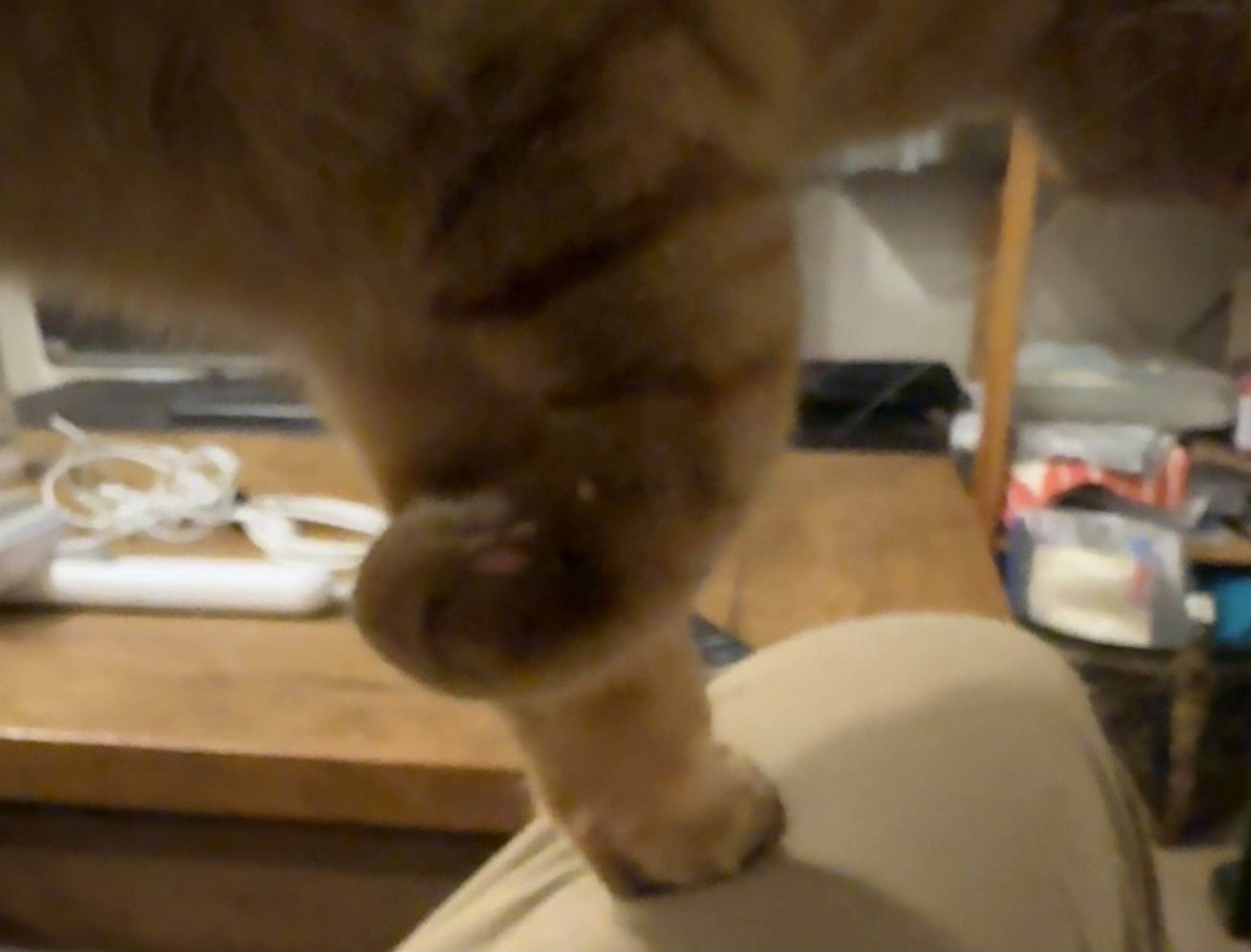 茶トラのメス（女の子）猫、おから