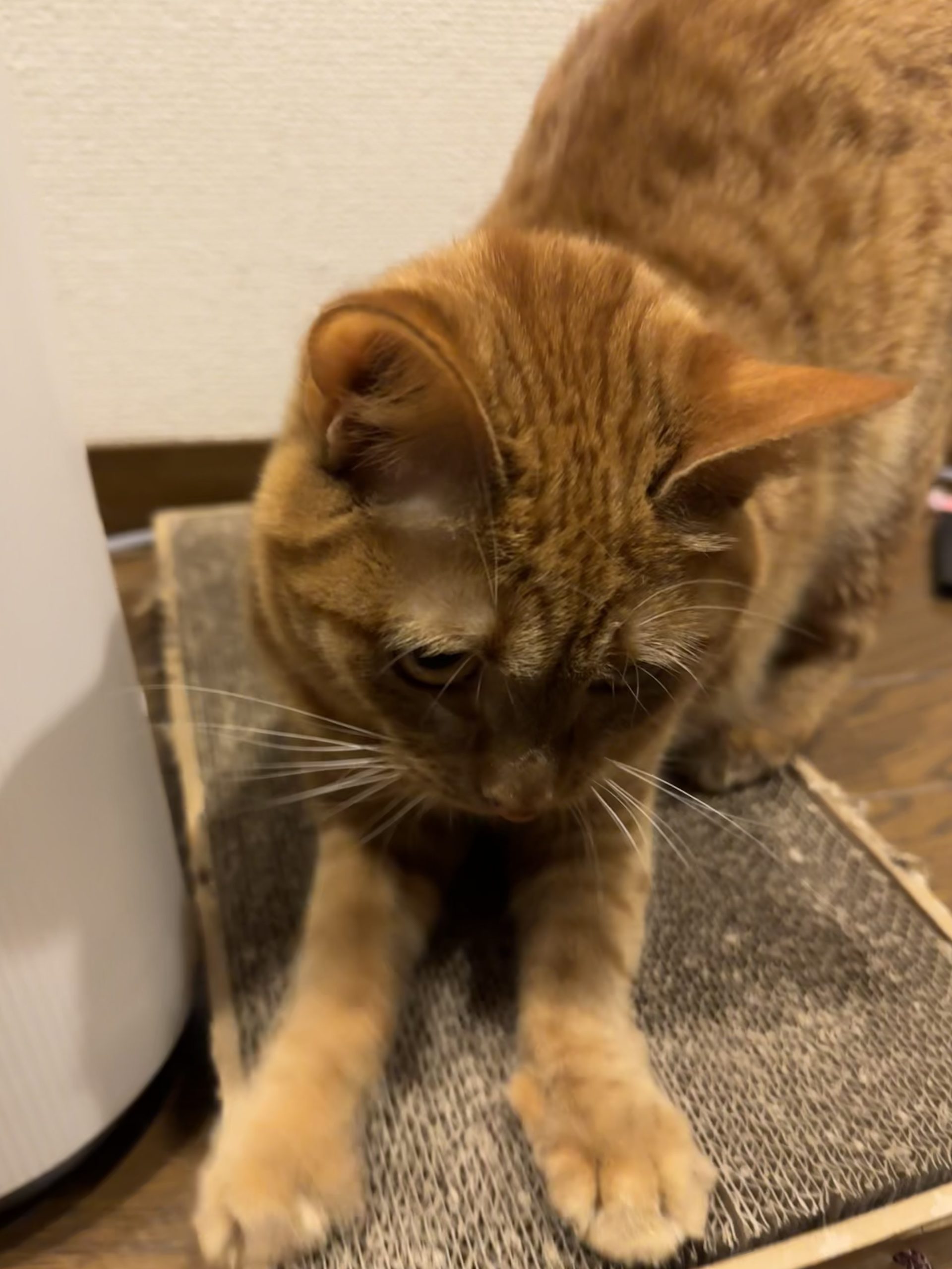 茶トラのメス（女の子）猫、おから