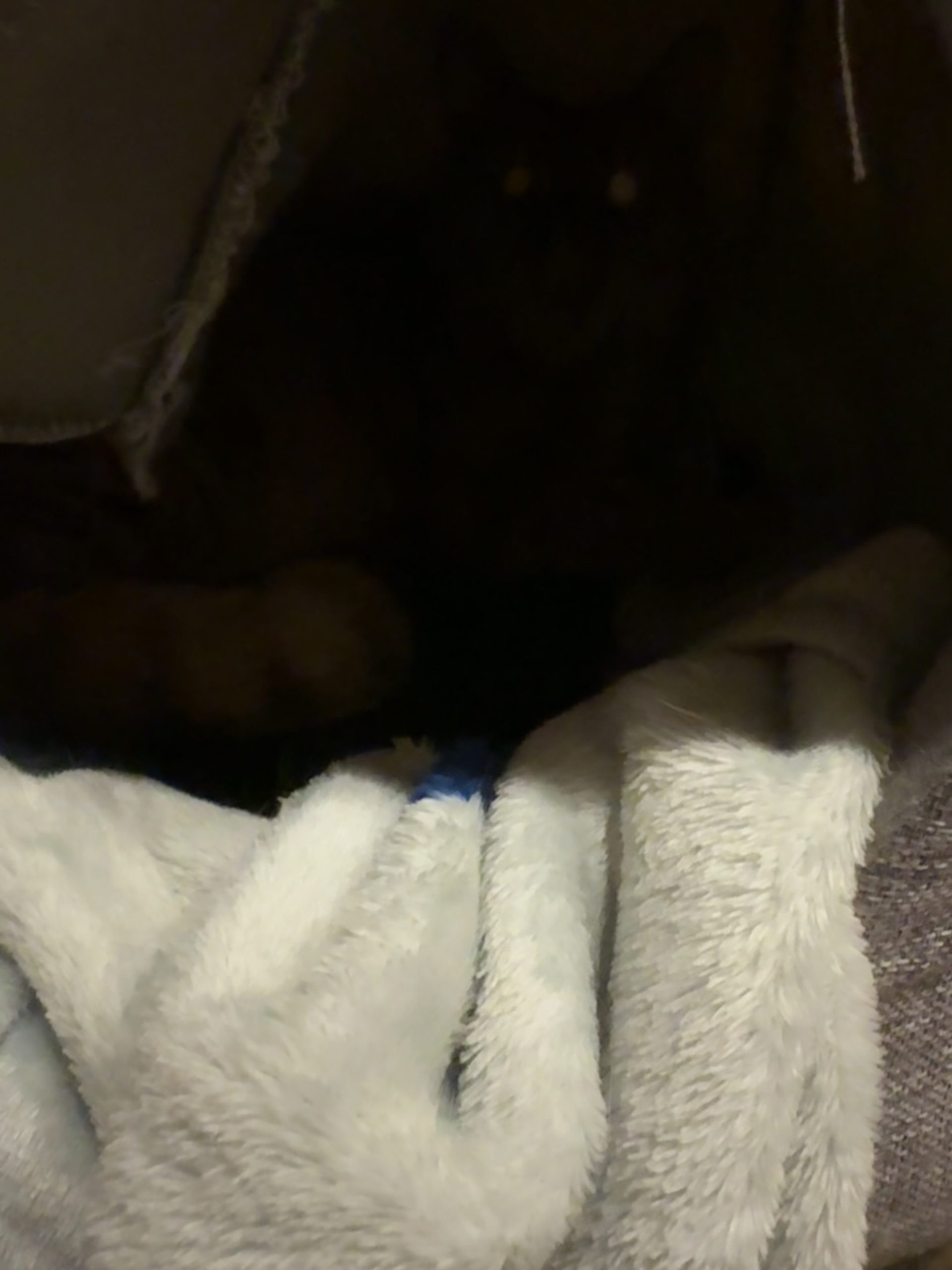 茶トラのメス（女の子）猫、おから