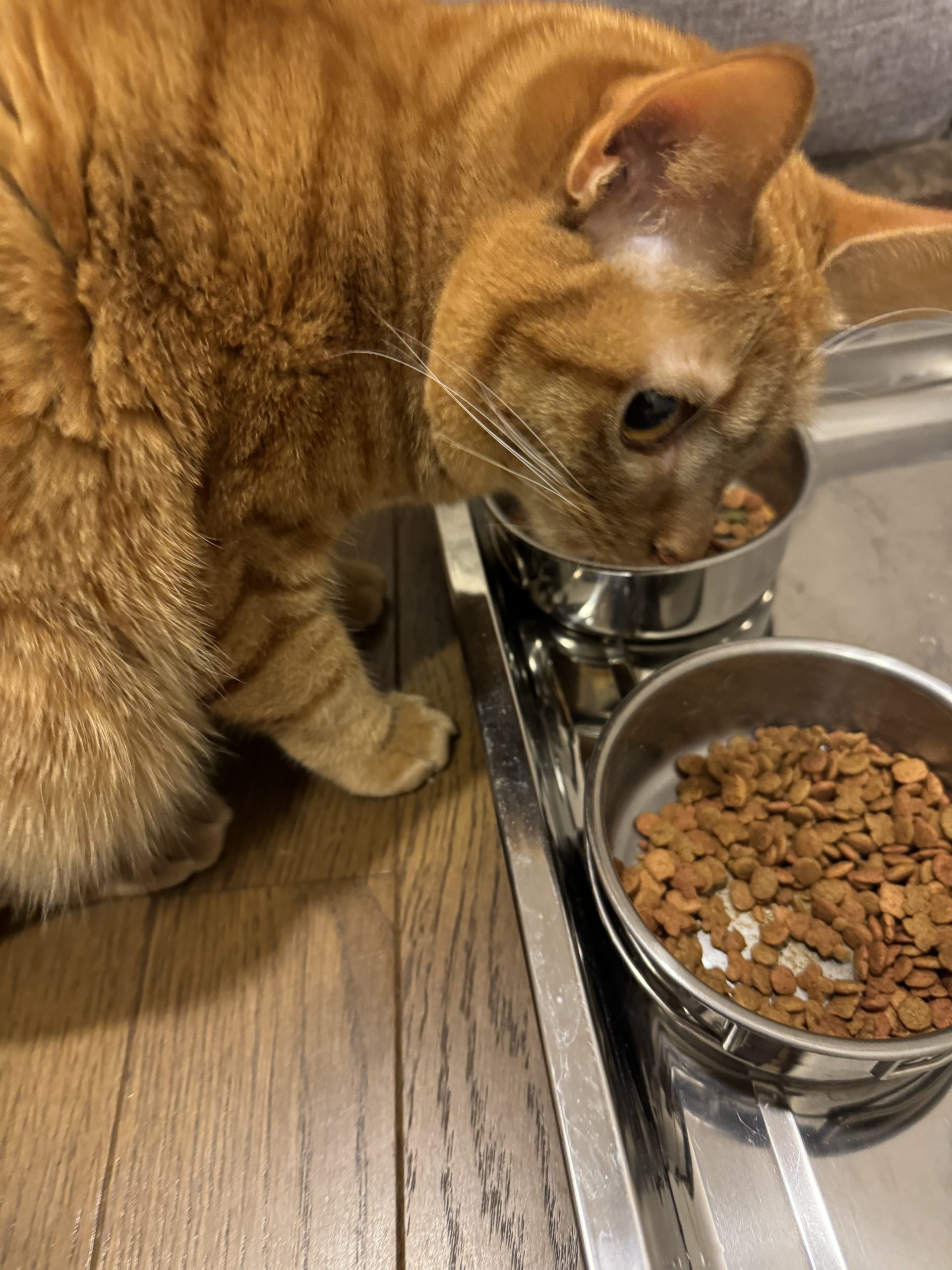 茶トラのメス（女の子）猫、おから