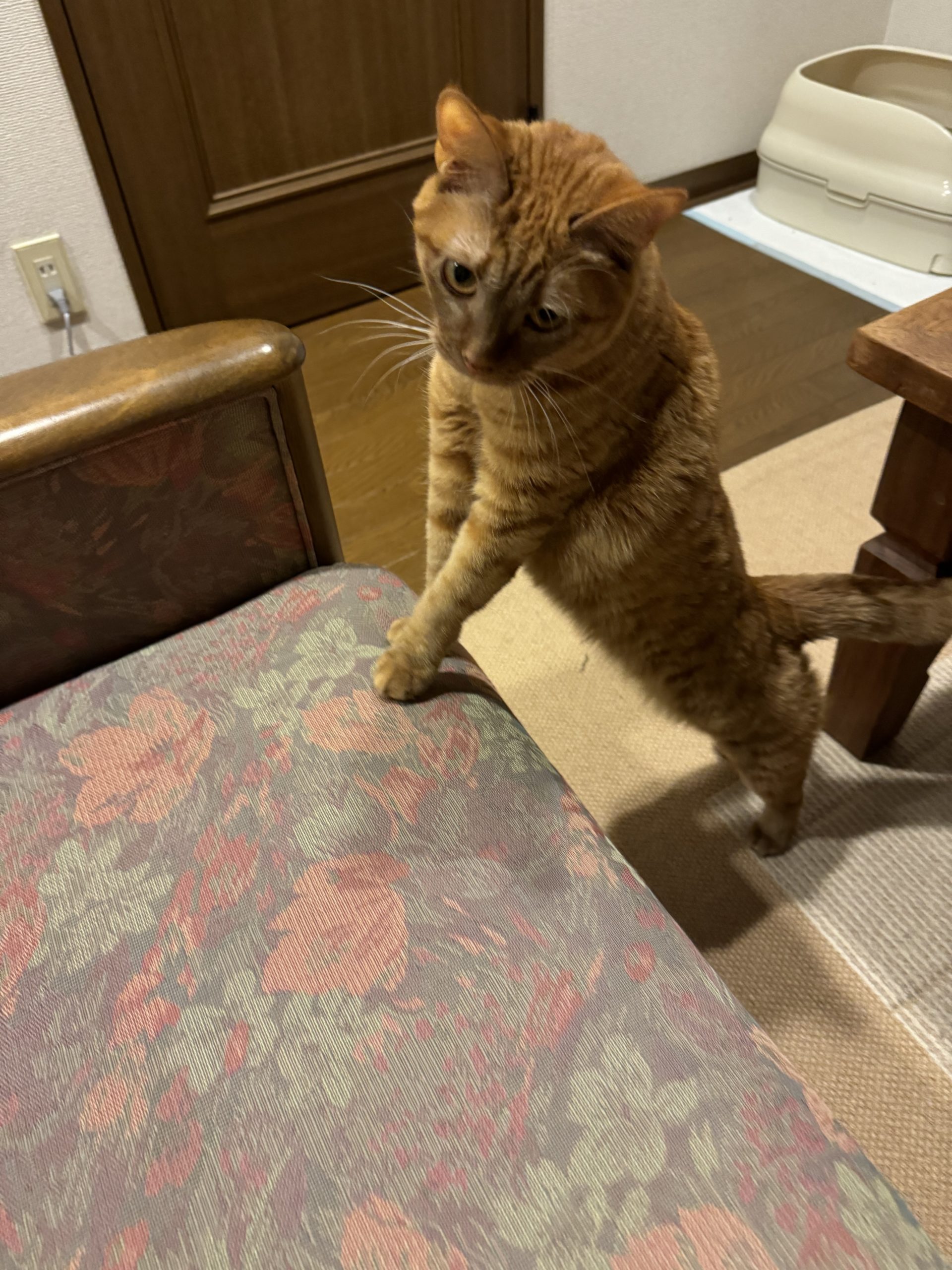 茶トラのメス（女の子）猫、おから