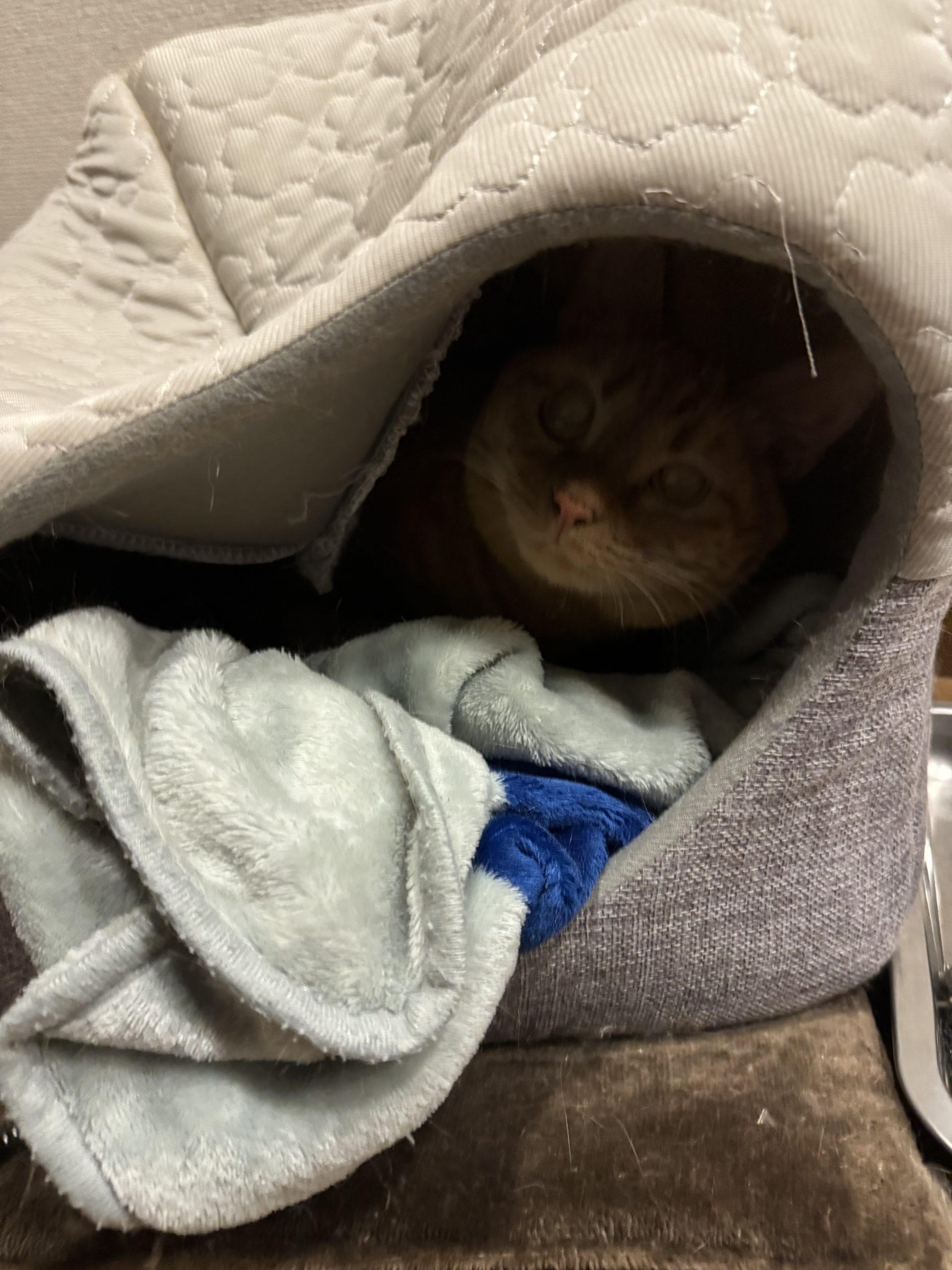 茶トラのメス（女の子）猫、おから