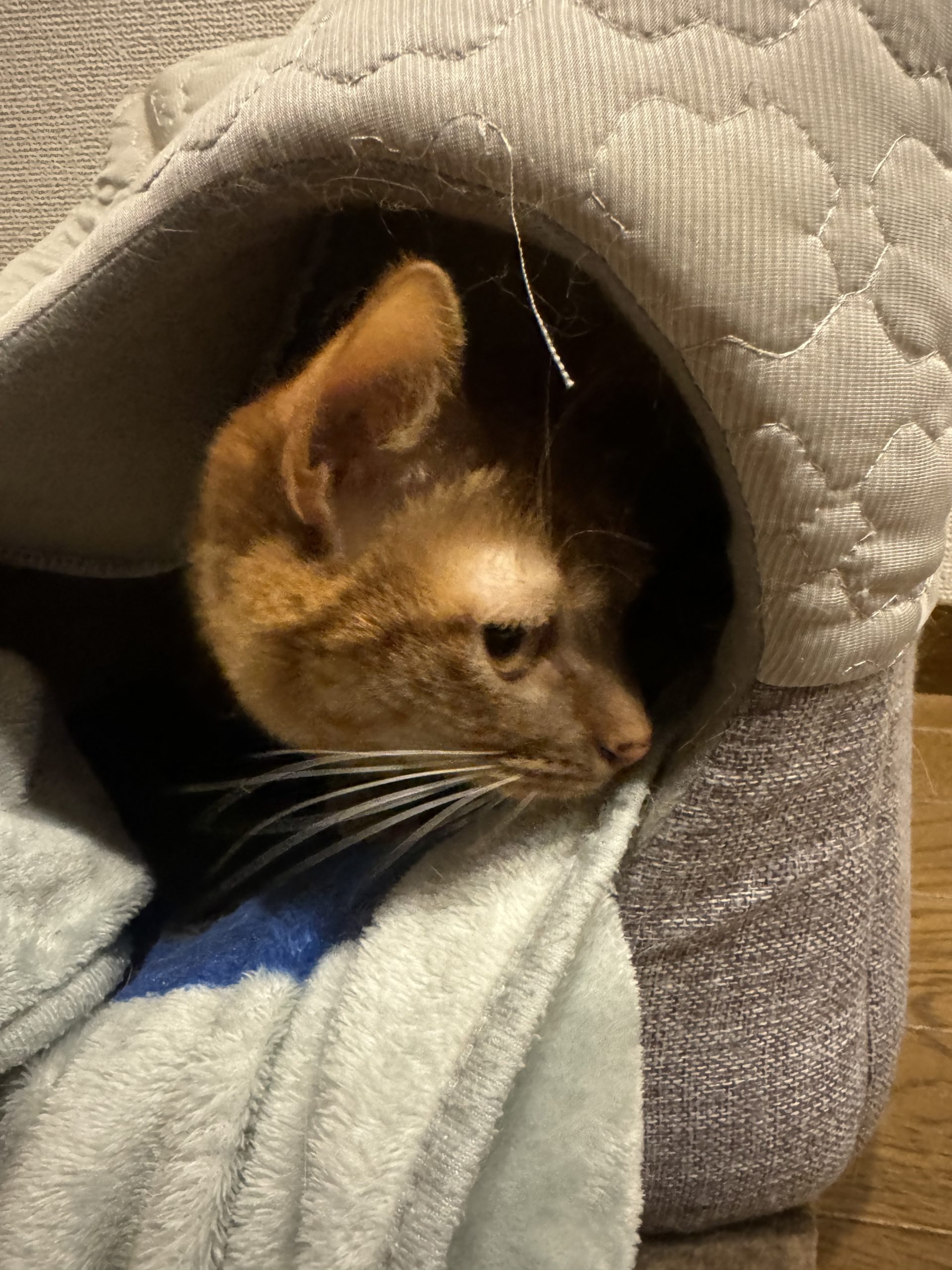 茶トラのメス（女の子）猫、おから