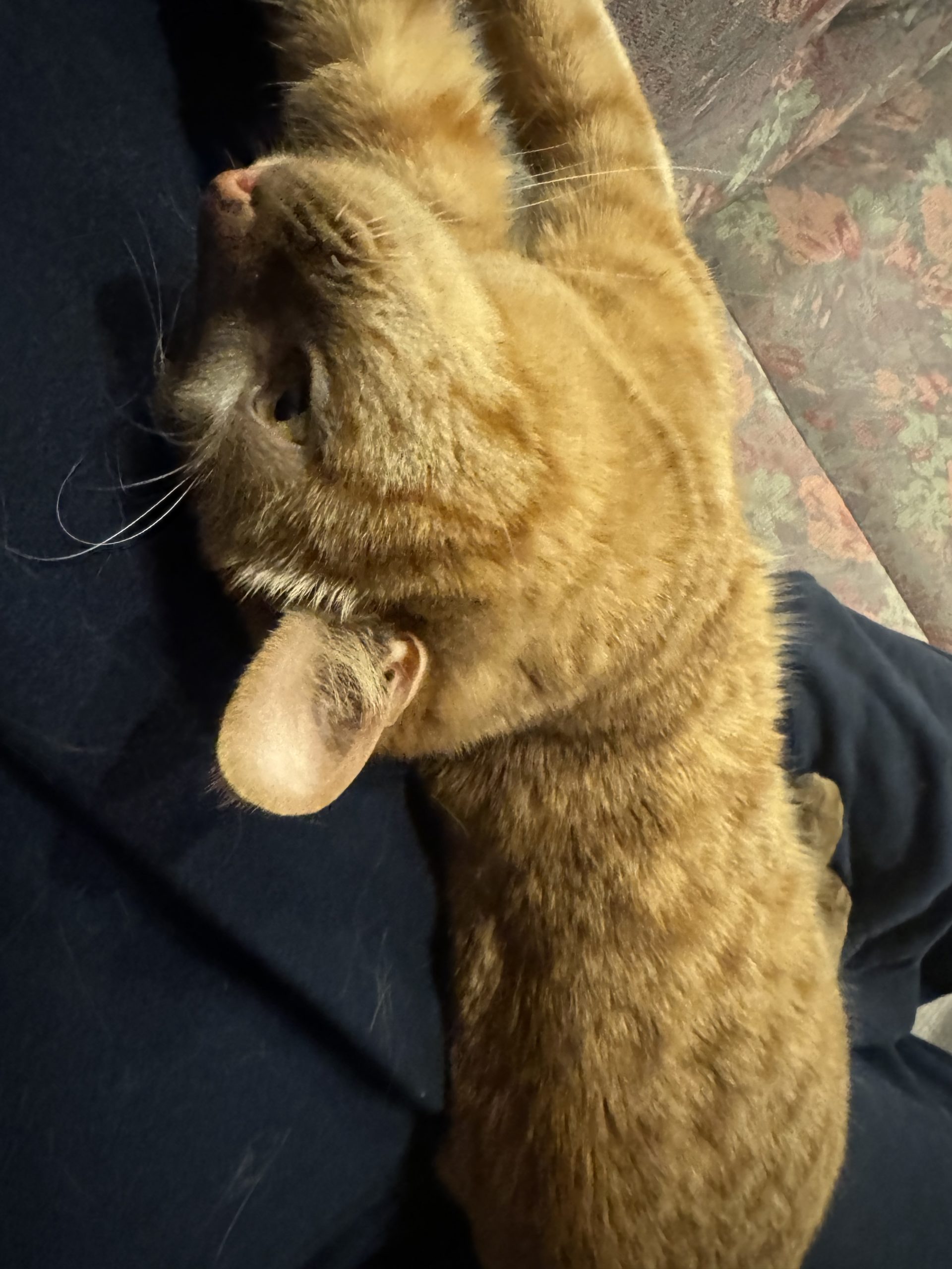 茶トラのメス（女の子）猫、おから