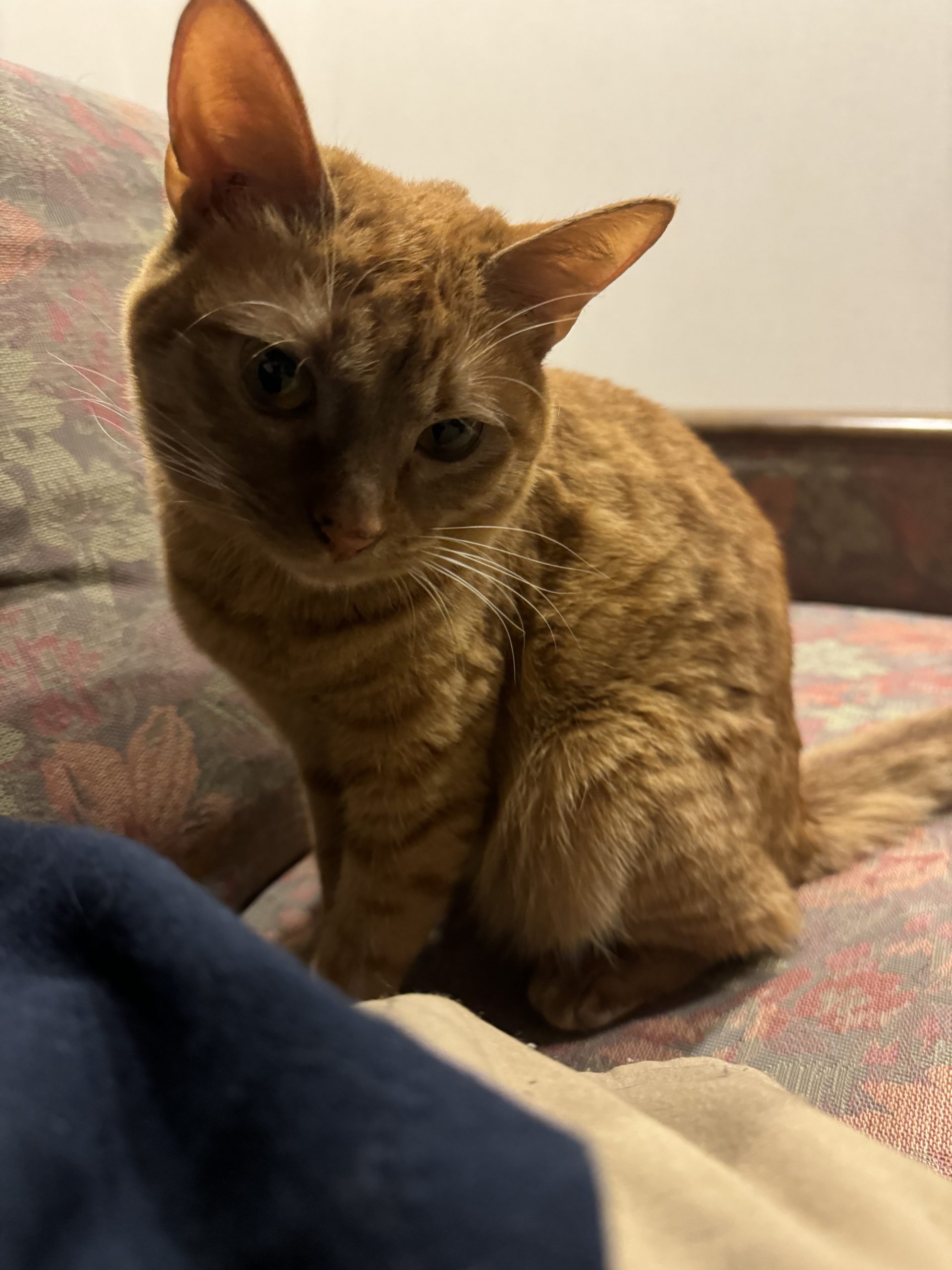 茶トラのメス（女の子）猫、おから