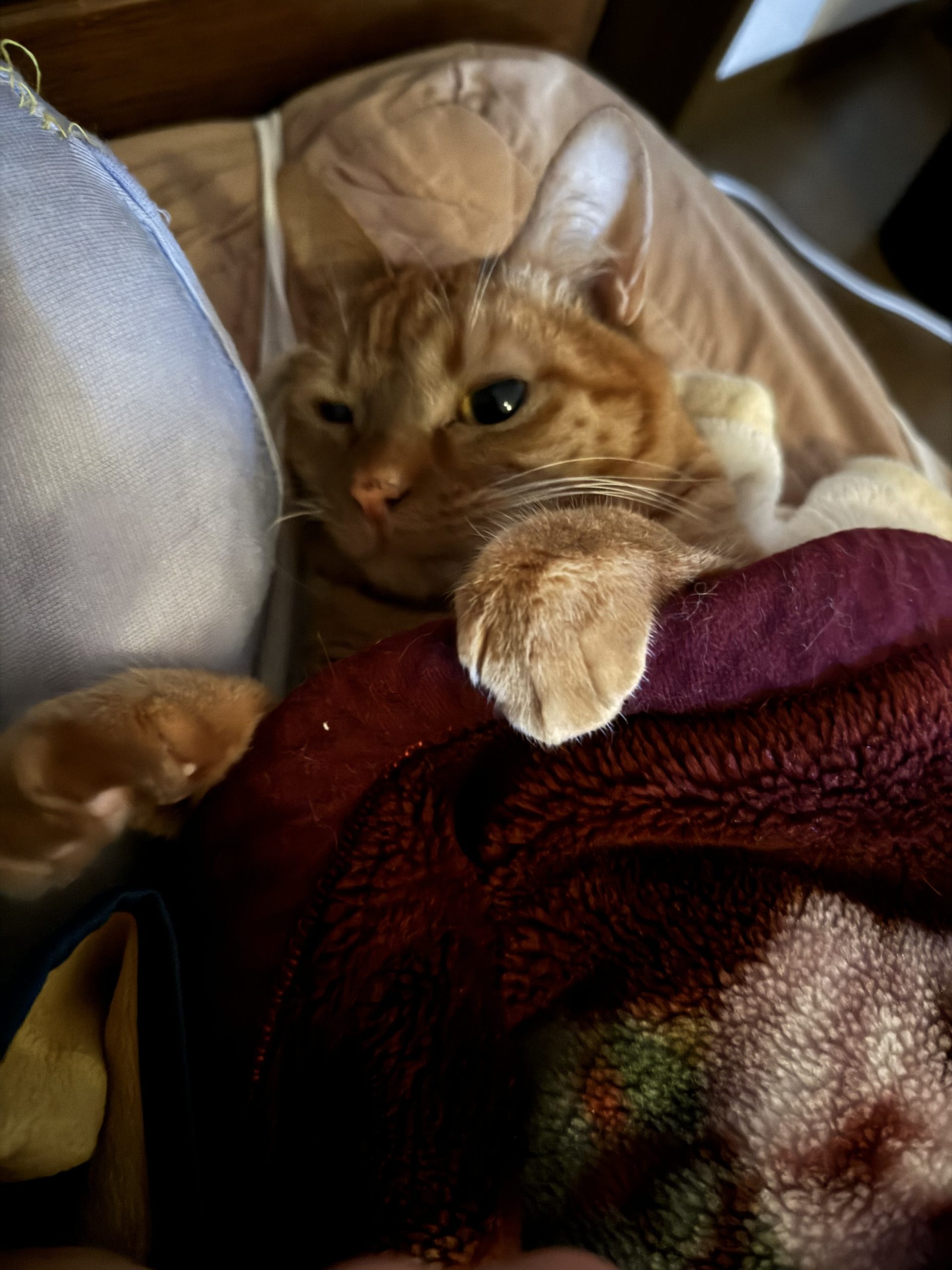 茶トラのメス（女の子）猫、おから