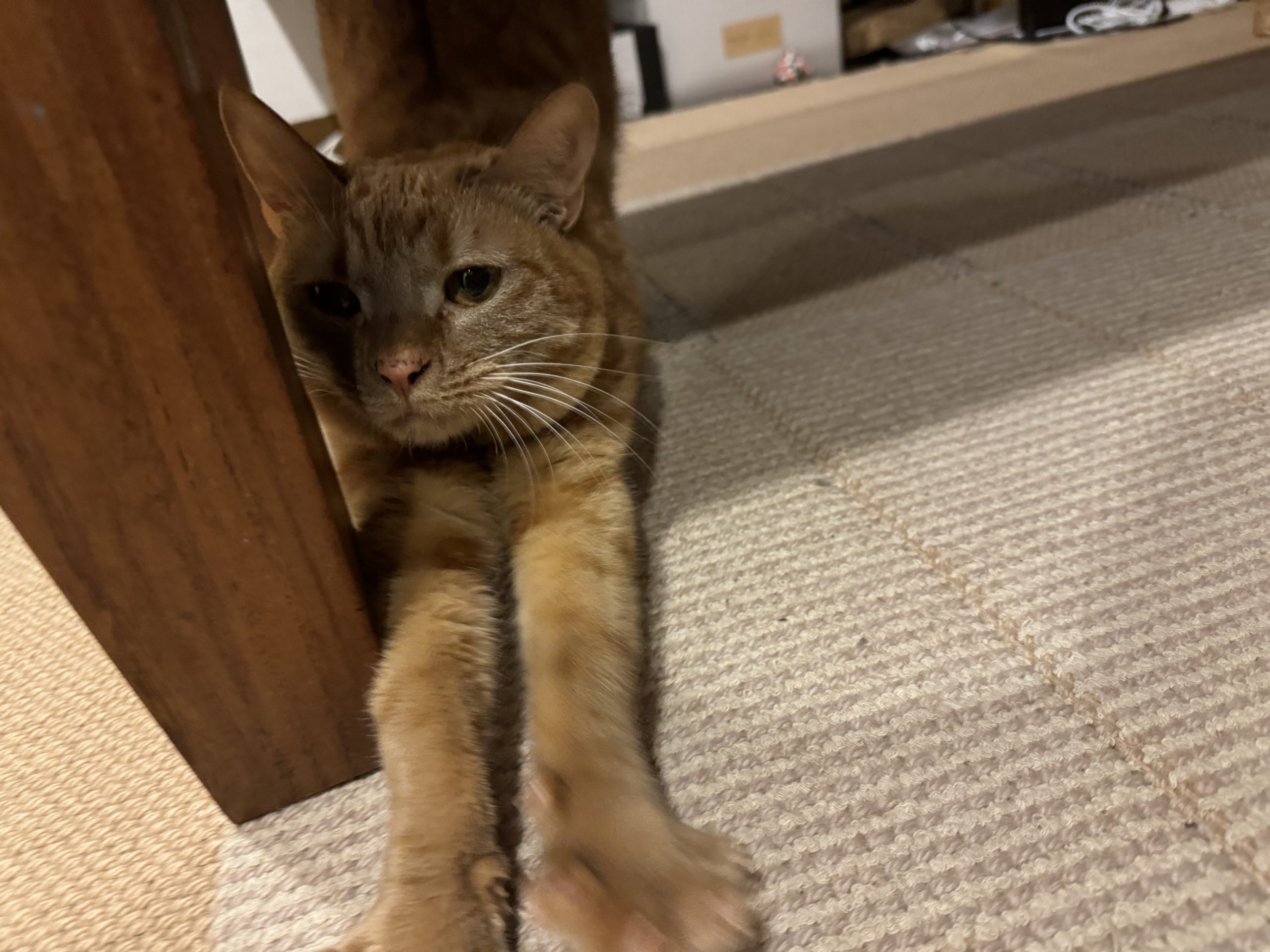 茶トラのメス（女の子）猫、おから